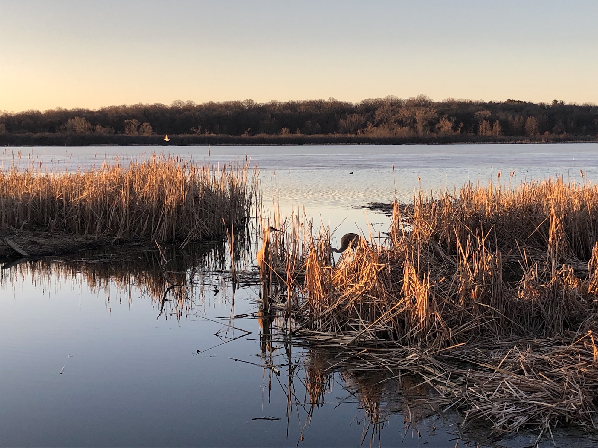 Cattails on Lake Wingra in Madison, Wisconsin on March 25, 2019.