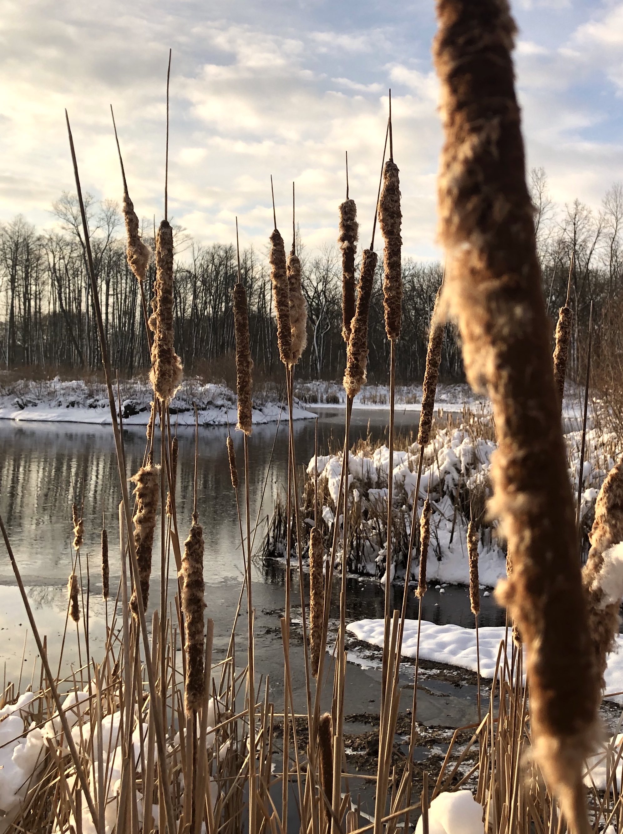 Cattails along shore of Marion Dunn Pond on December 16, 2020.
