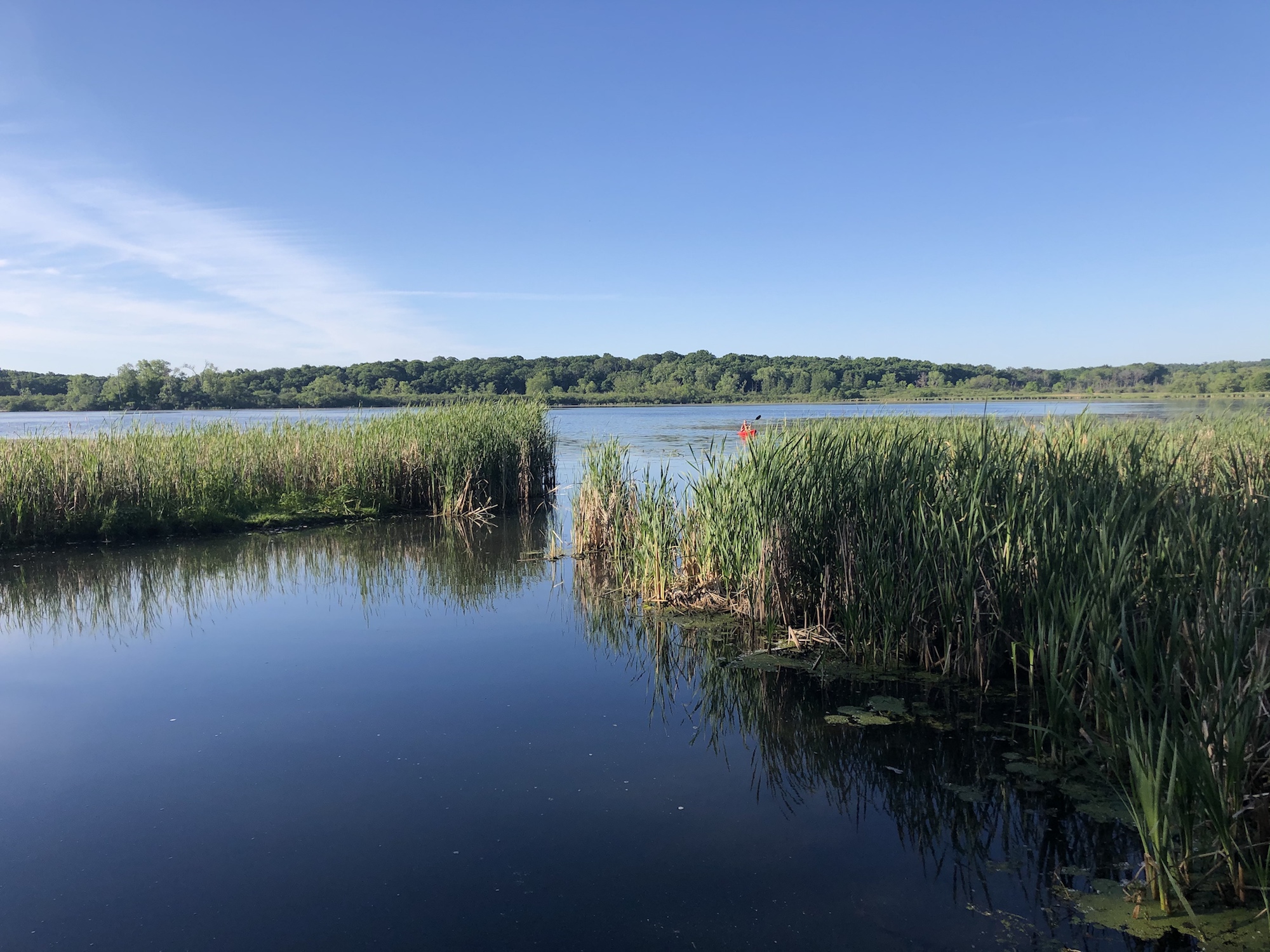 Cattails on Lake Wingra in Madison, Wisconsin on June 15, 2020.
