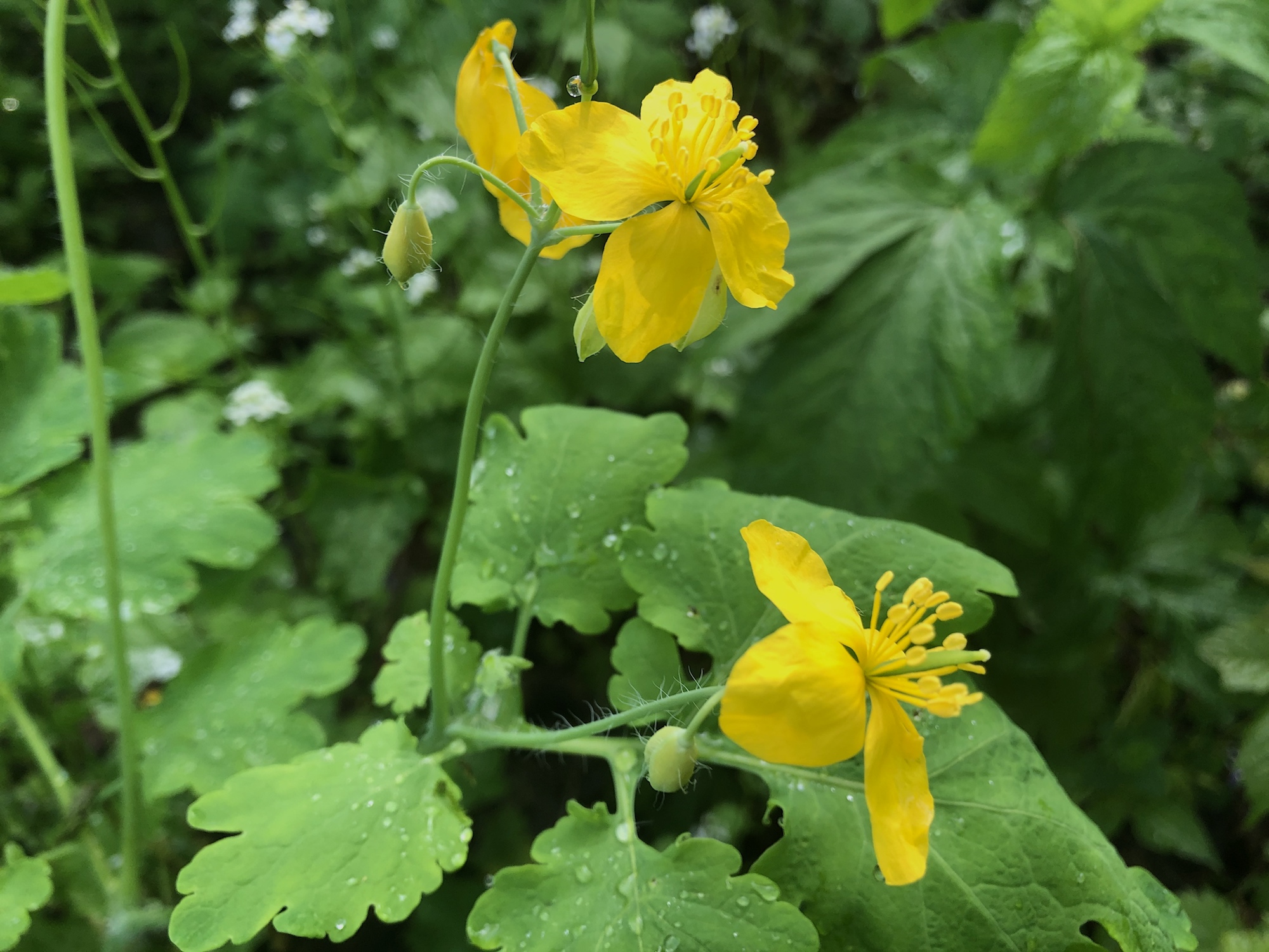 Greater Celandine by Duck Pond in Madison, Wisconsin on May 24, 2020.