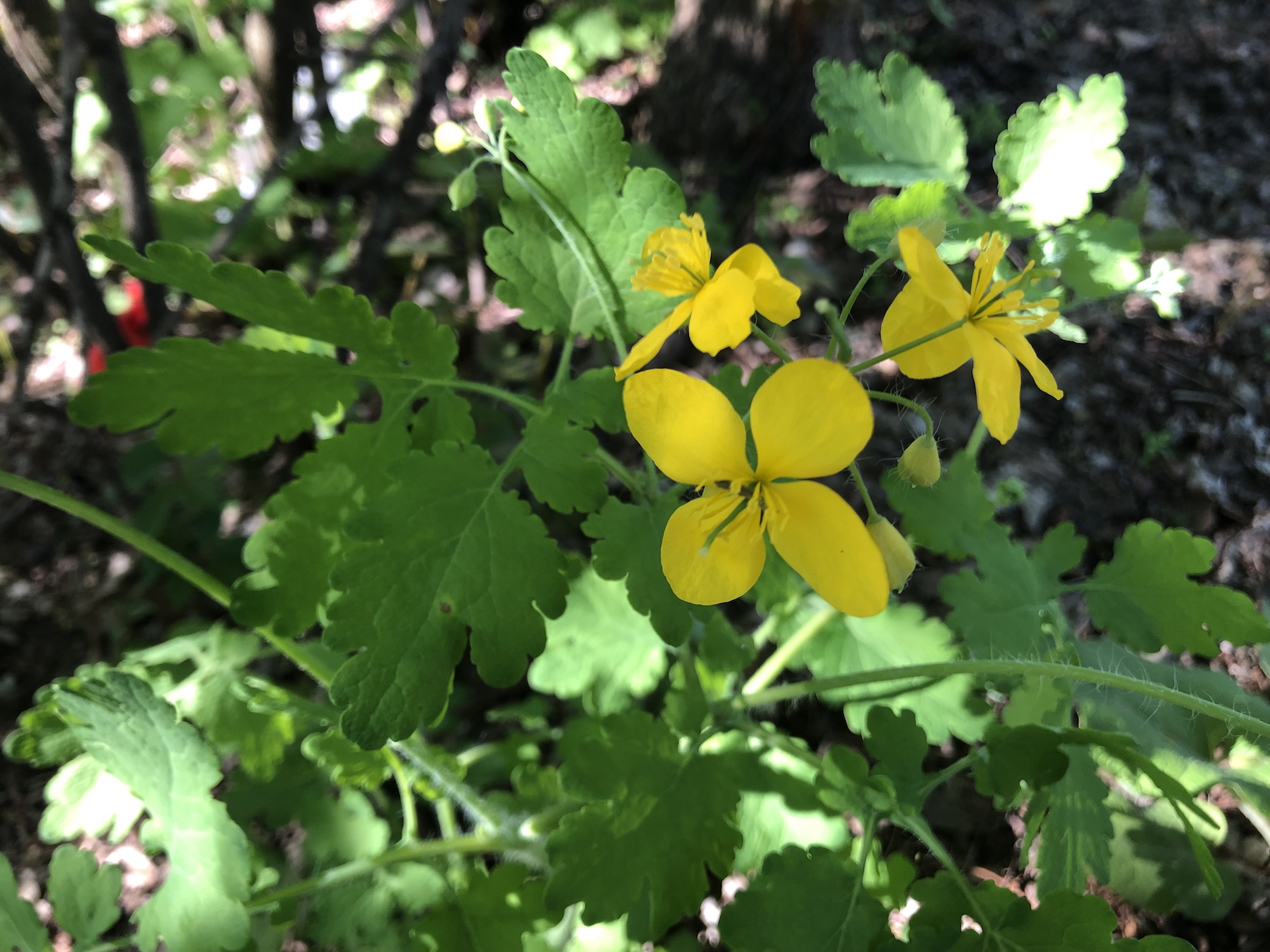 Greater Celandine on May 23, 2019.