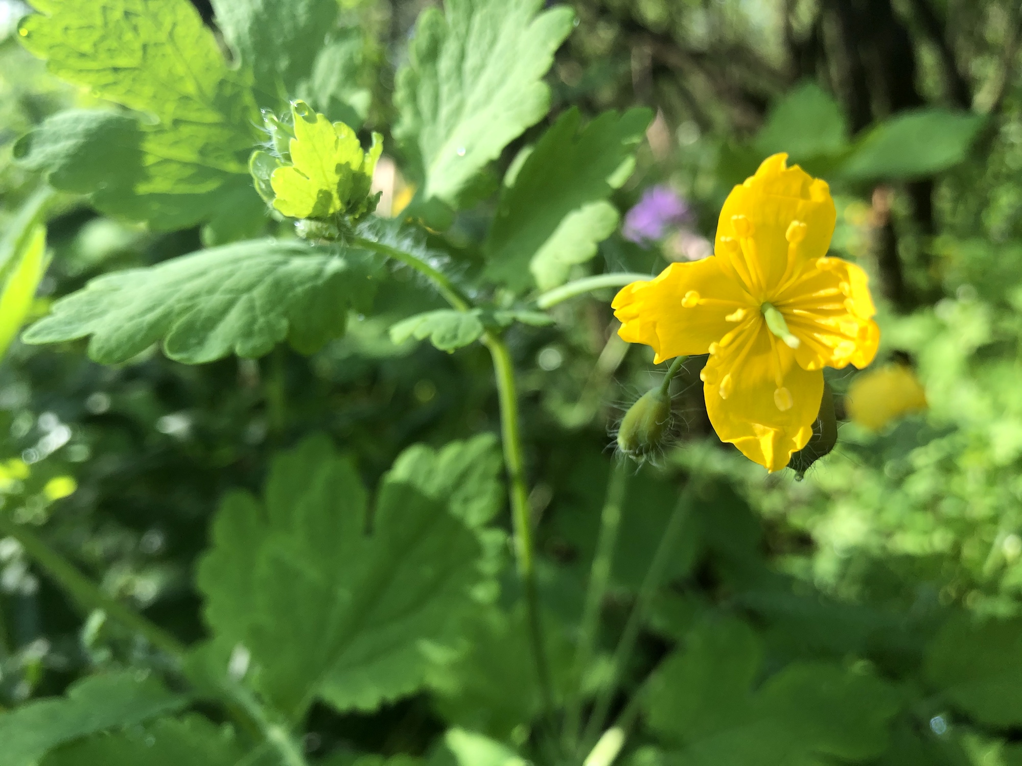 Greater Celandine by Duck Pond in Madison, Wisconsin on May 24, 2020.