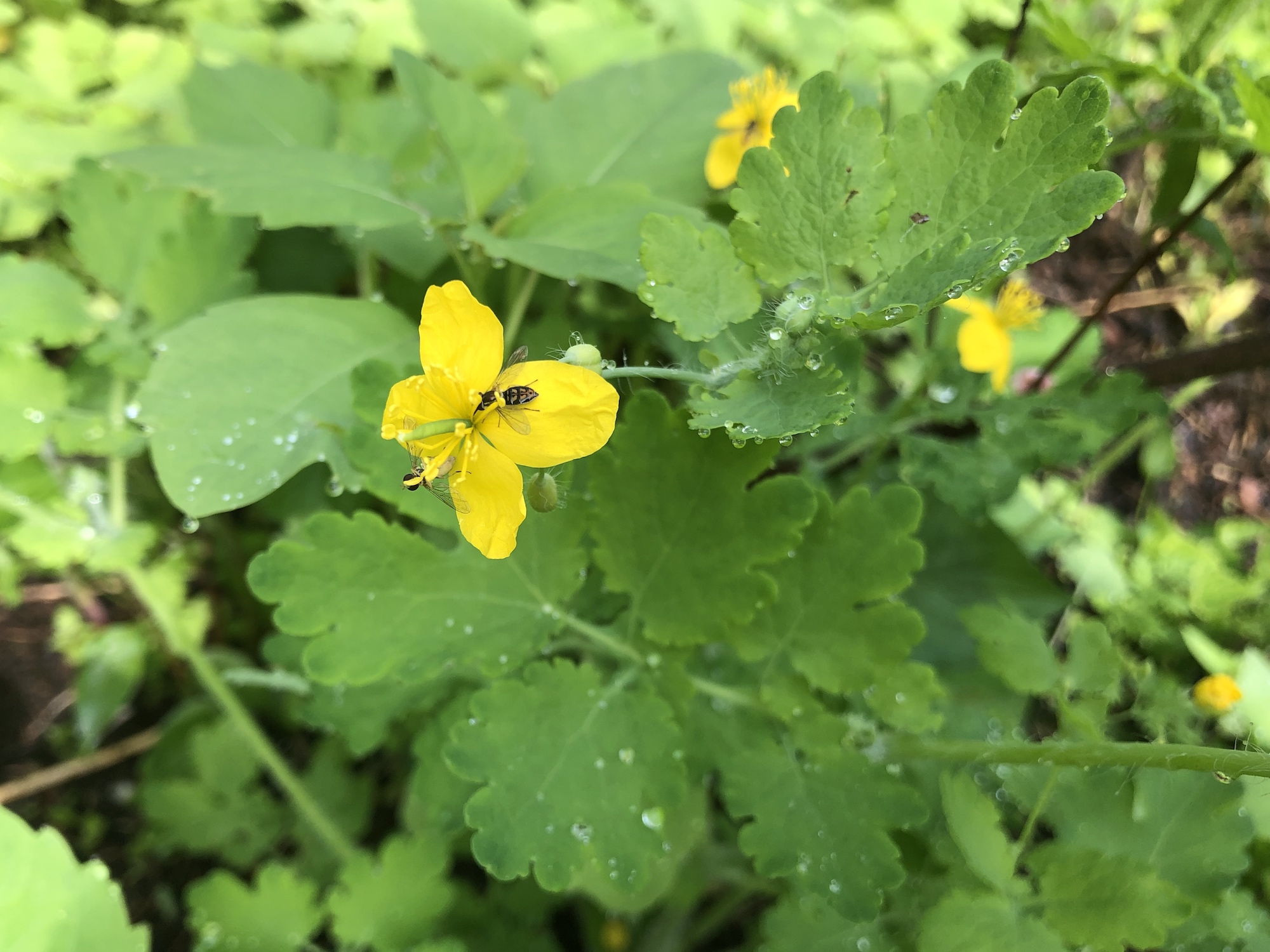 Greater Celandine on May 25, 2019.