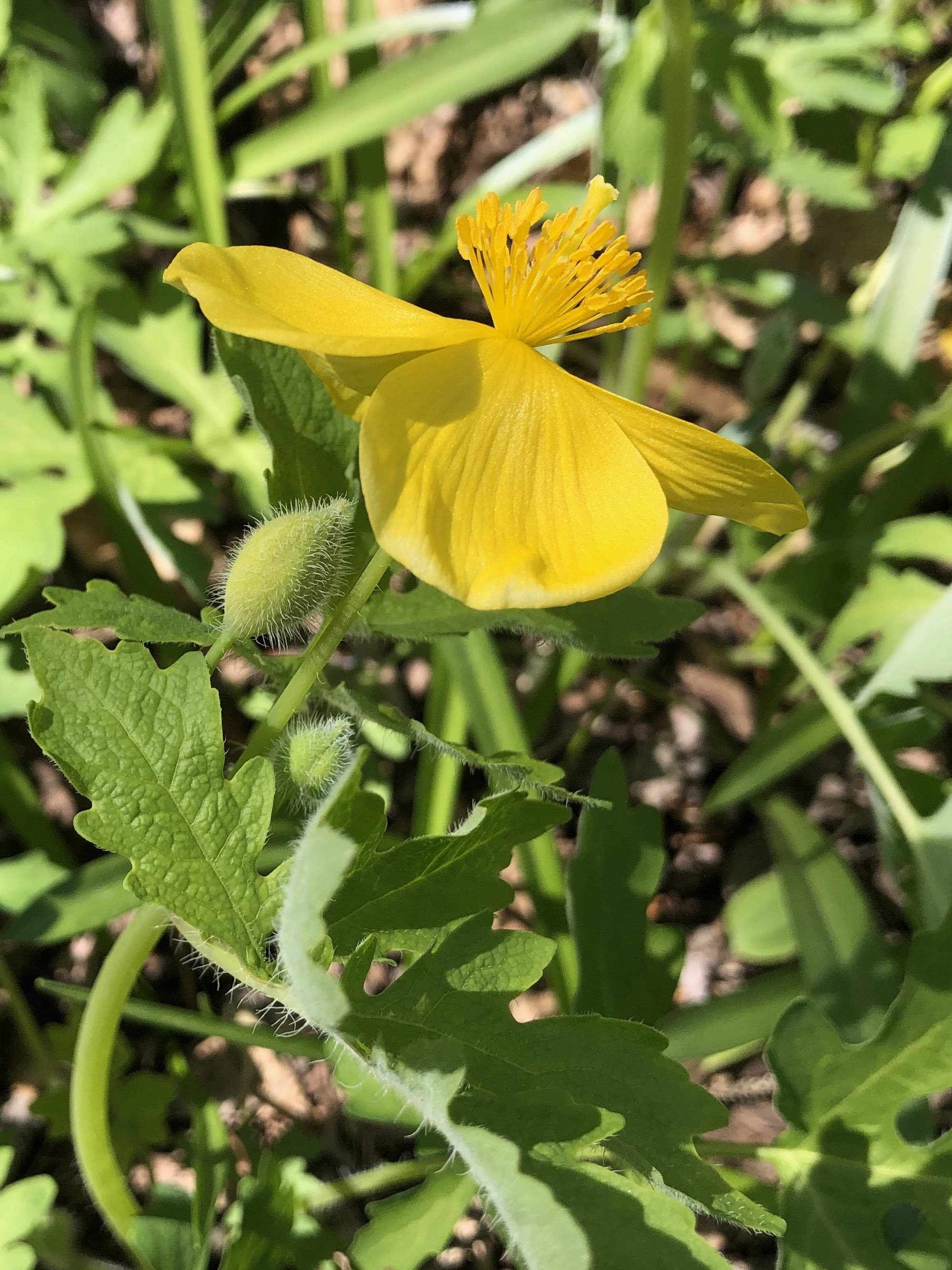 Celandine Poppy near Agawa Path in Madison, Wisconsin on April 22, 2021.