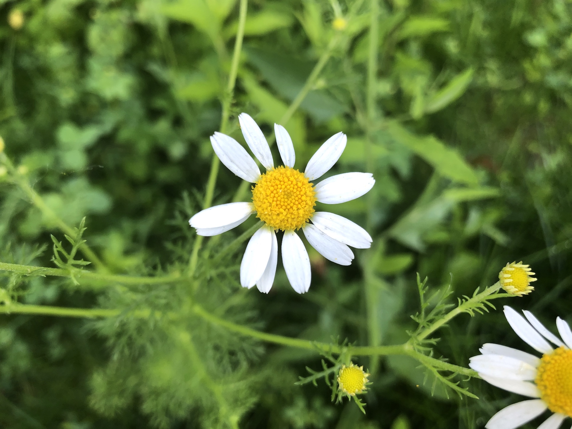 Chamomile in grass between Monroe Street sidewalk and Marion Dunn woods in Madison, Wisconsin on June 29, 2019.
