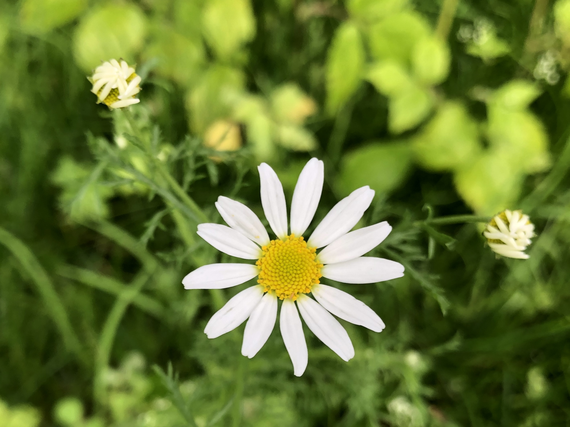 Chamomile in grass between Monroe Street sidewalk and Marion Dunn woods in Madison, Wisconsin on July 1, 2019.
