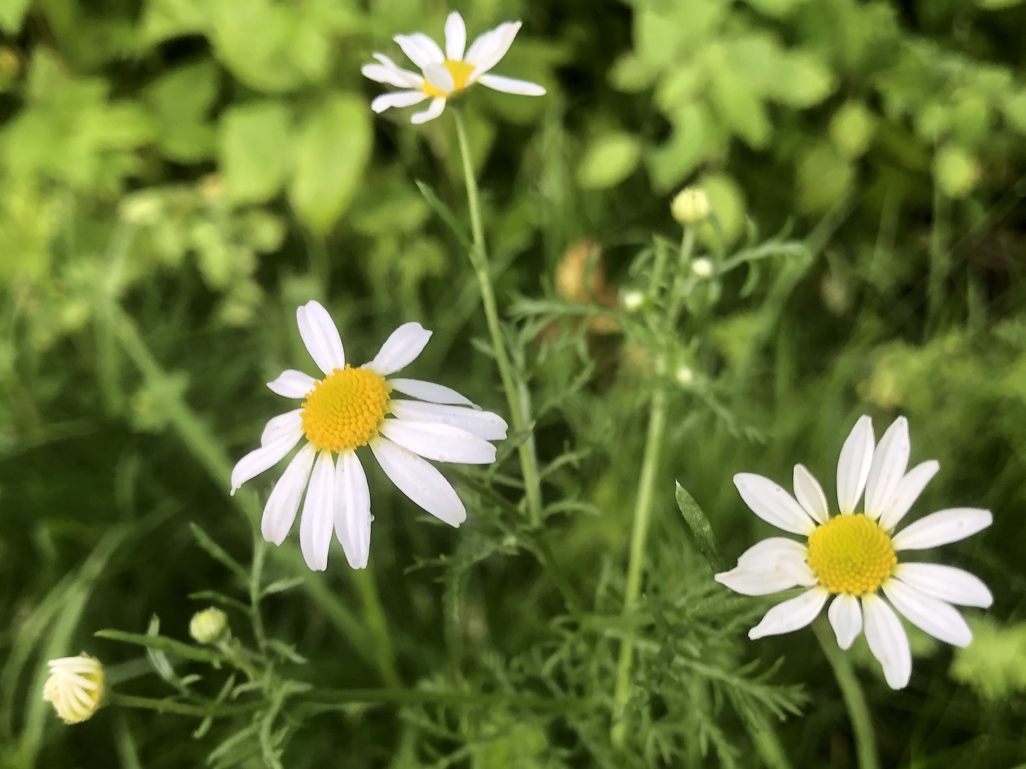 Chamomile in grass between Monroe Street sidewalk and Marion Dunn woods in Madison, Wisconsin on July 2, 2019.