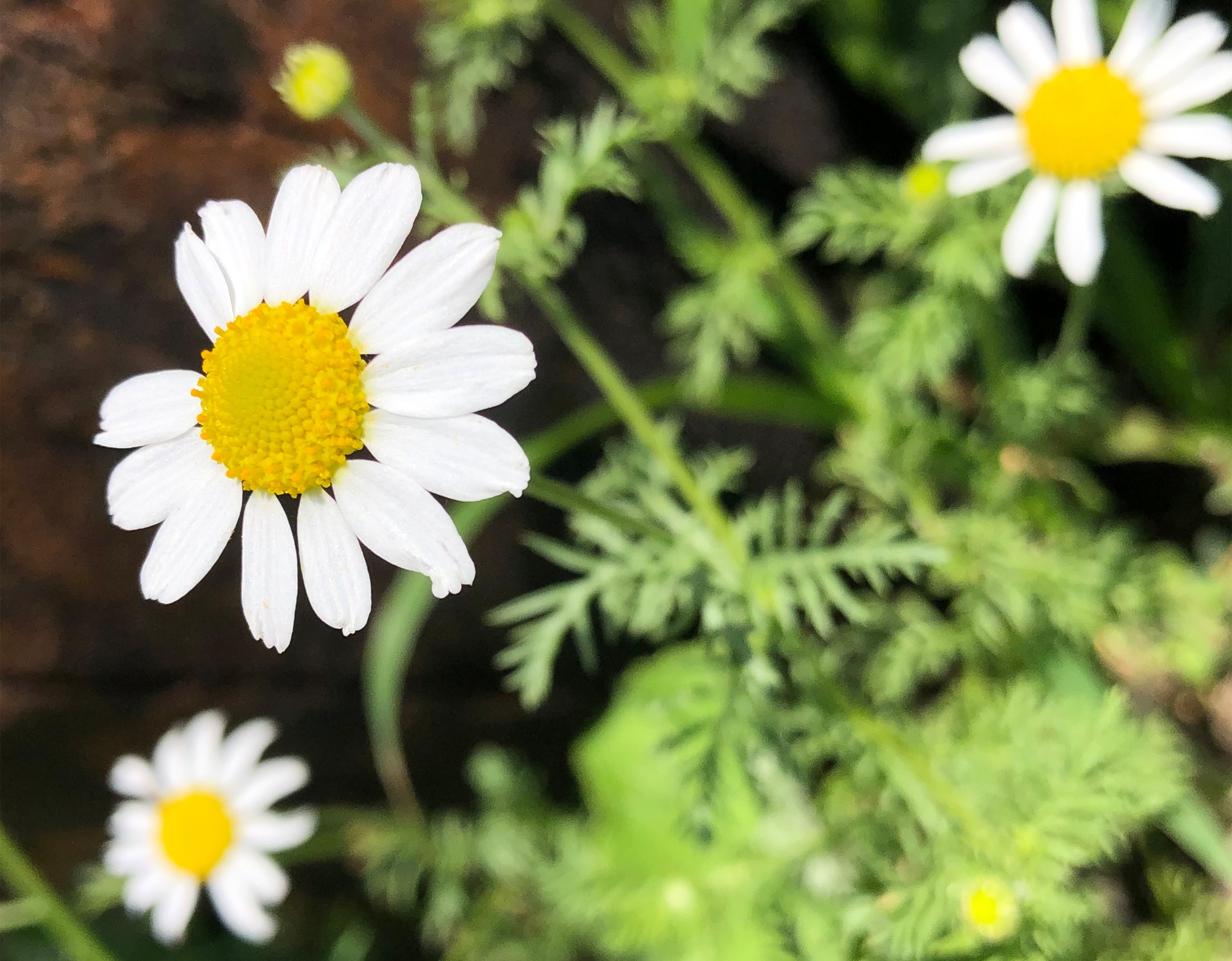 Chamomile surrounding a telephone pole on Monroe Street in Madison, Wisconsin on August 6, 2020.
