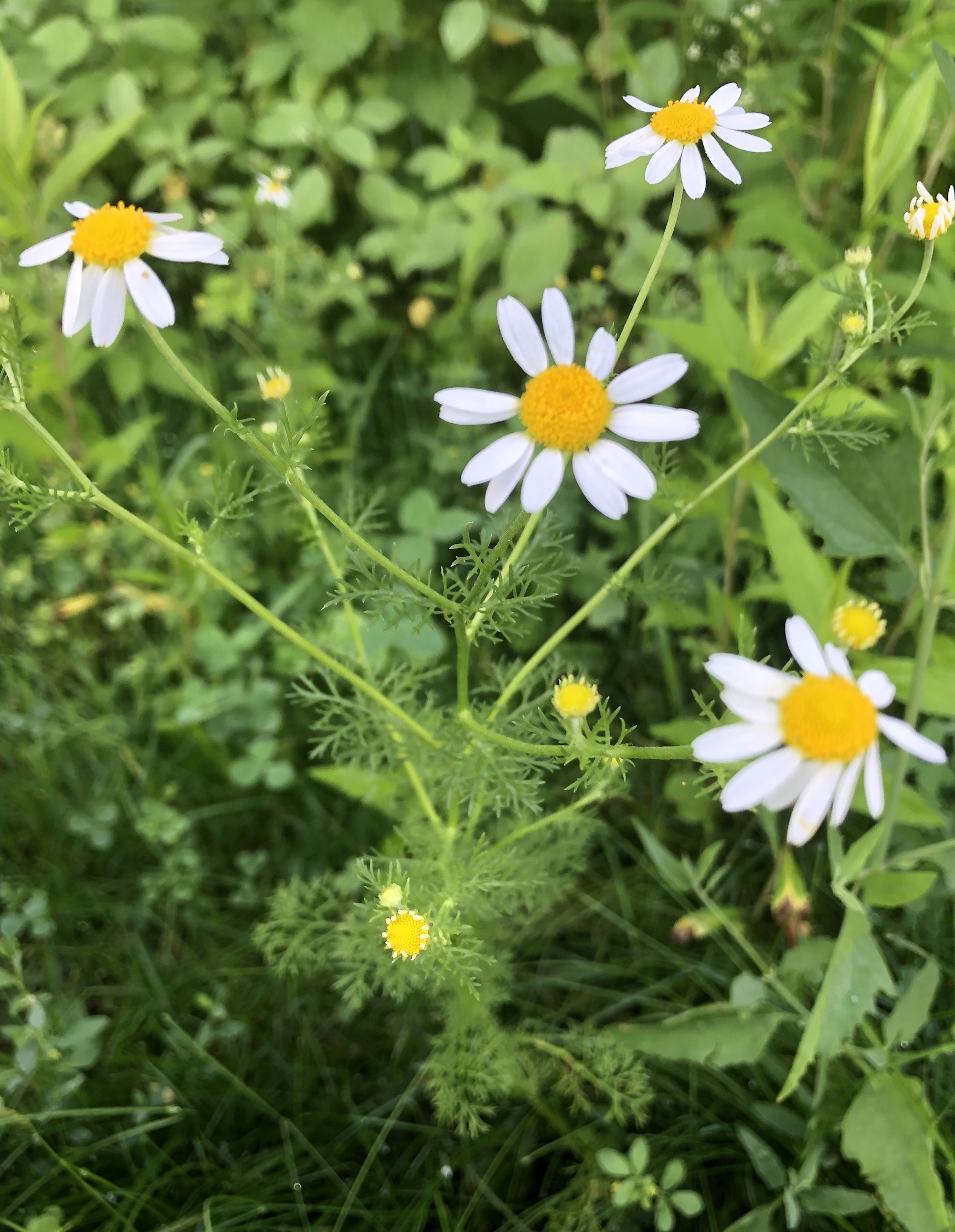 Chamomile at edge of woods on Arbor Drive in Madison, Wisconsin on August 22, 2019.