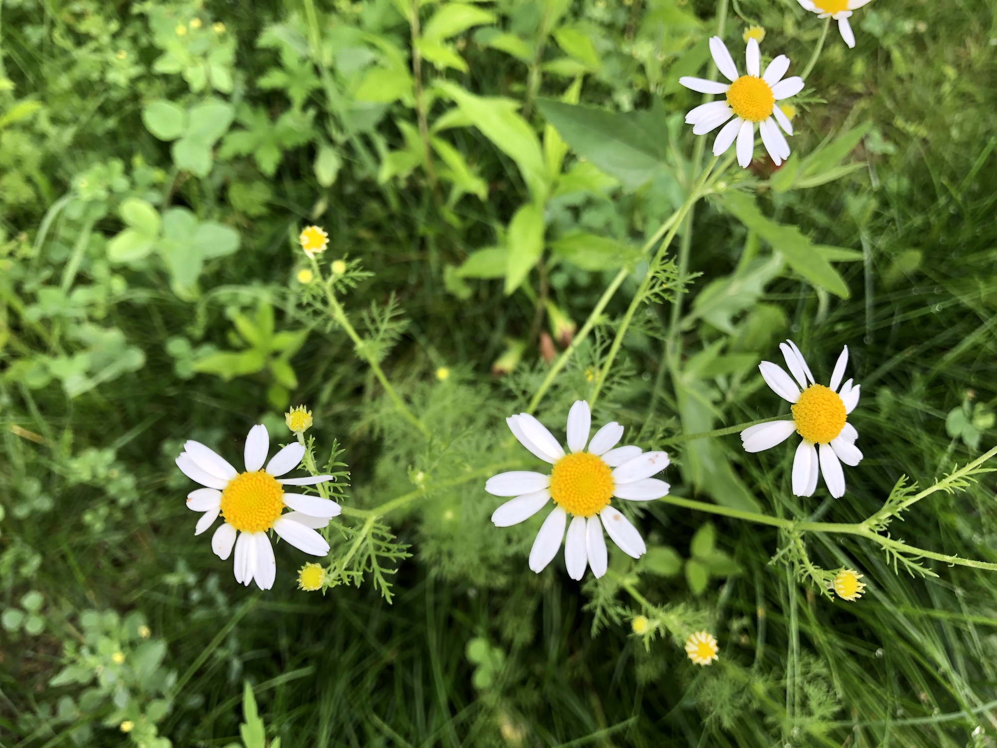 Chamomile in grass between Monroe Street sidewalk and Marion Dunn woods in Madison, Wisconsin on June 30, 2019.