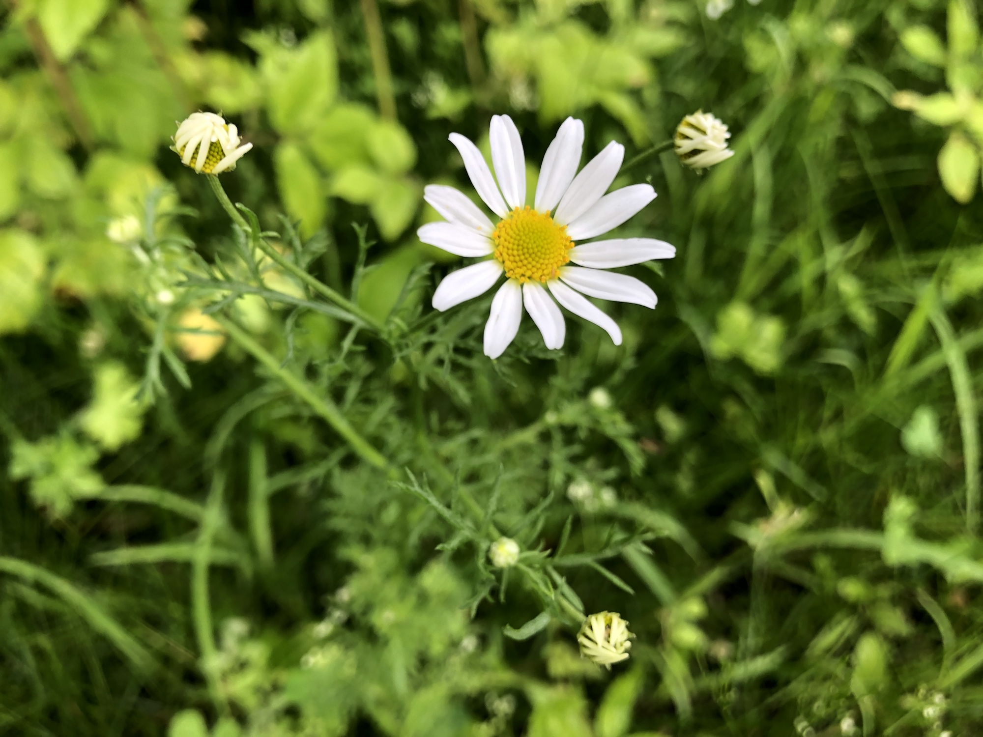 Chamomile in grass between Monroe Street sidewalk and Marion Dunn woods in Madison, Wisconsin on July 1, 2019.