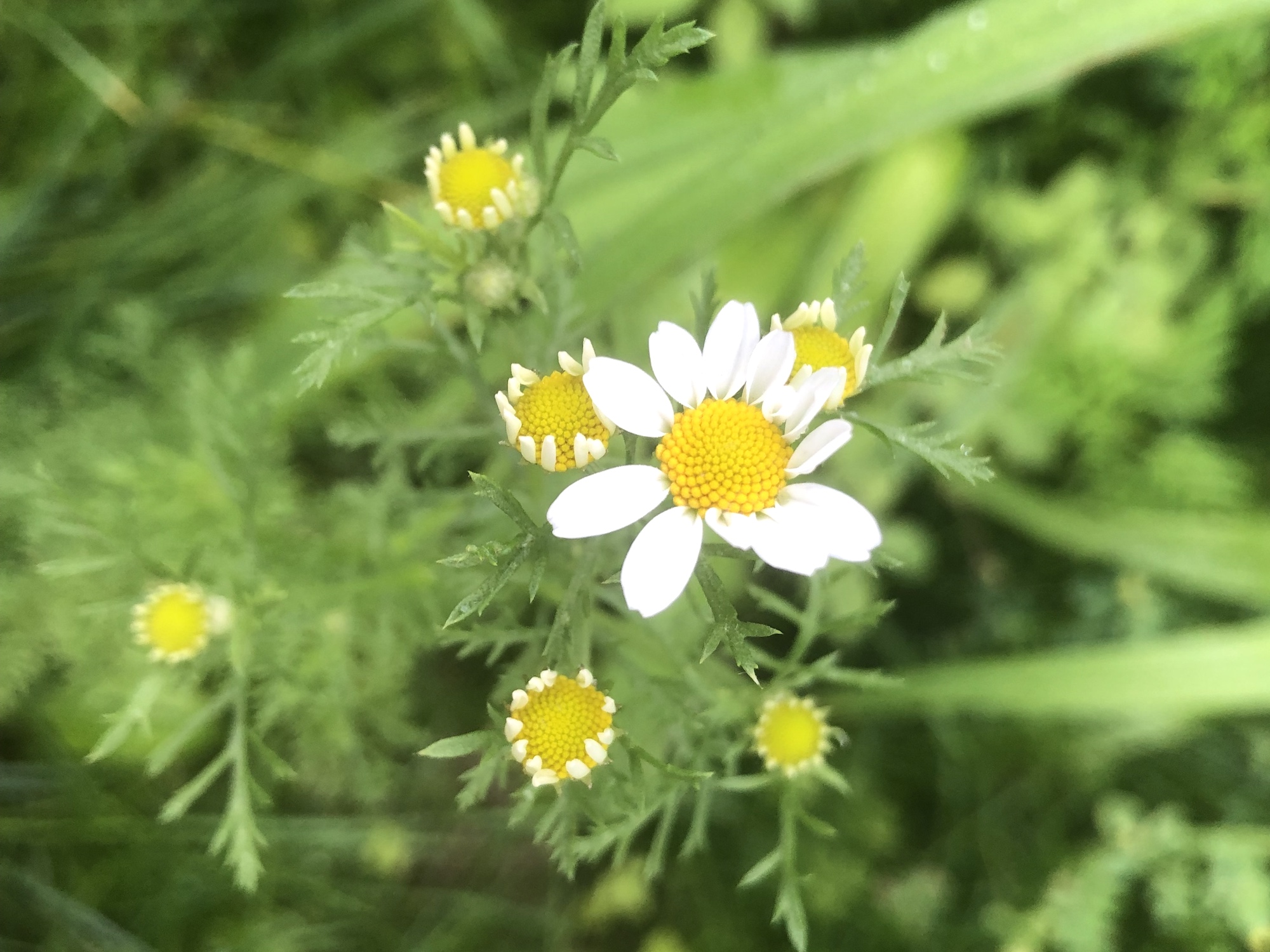 Chamomile in grass between Monroe Street sidewalk and Marion Dunn woods in Madison, Wisconsin on July 2, 2019.