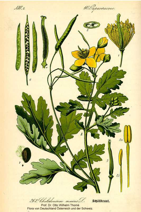Botanical illustration of Greater Celandine.