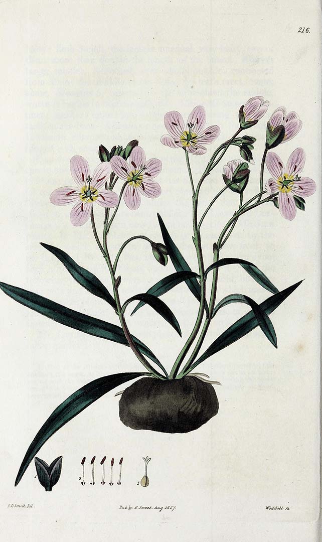 1827-1829 botanical illustration of Springbeauty (Claytonia Virginica).