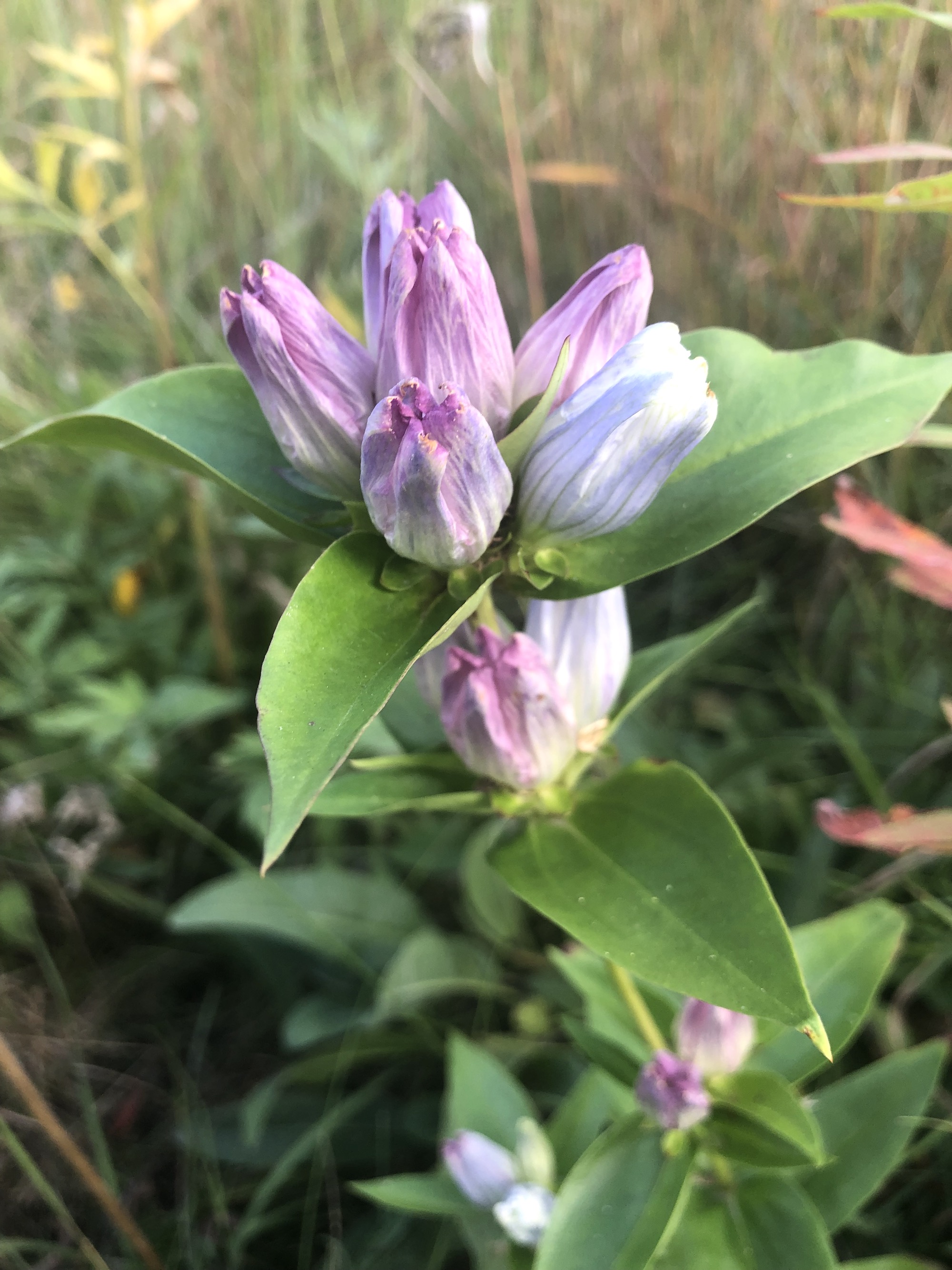 Closed Gentian in native garden by bike path and Odana Road in Madison, Wisconsin on Septemeber 8, 2021. This might be Great Lakes Gentian (Gentiana rubricaulis).