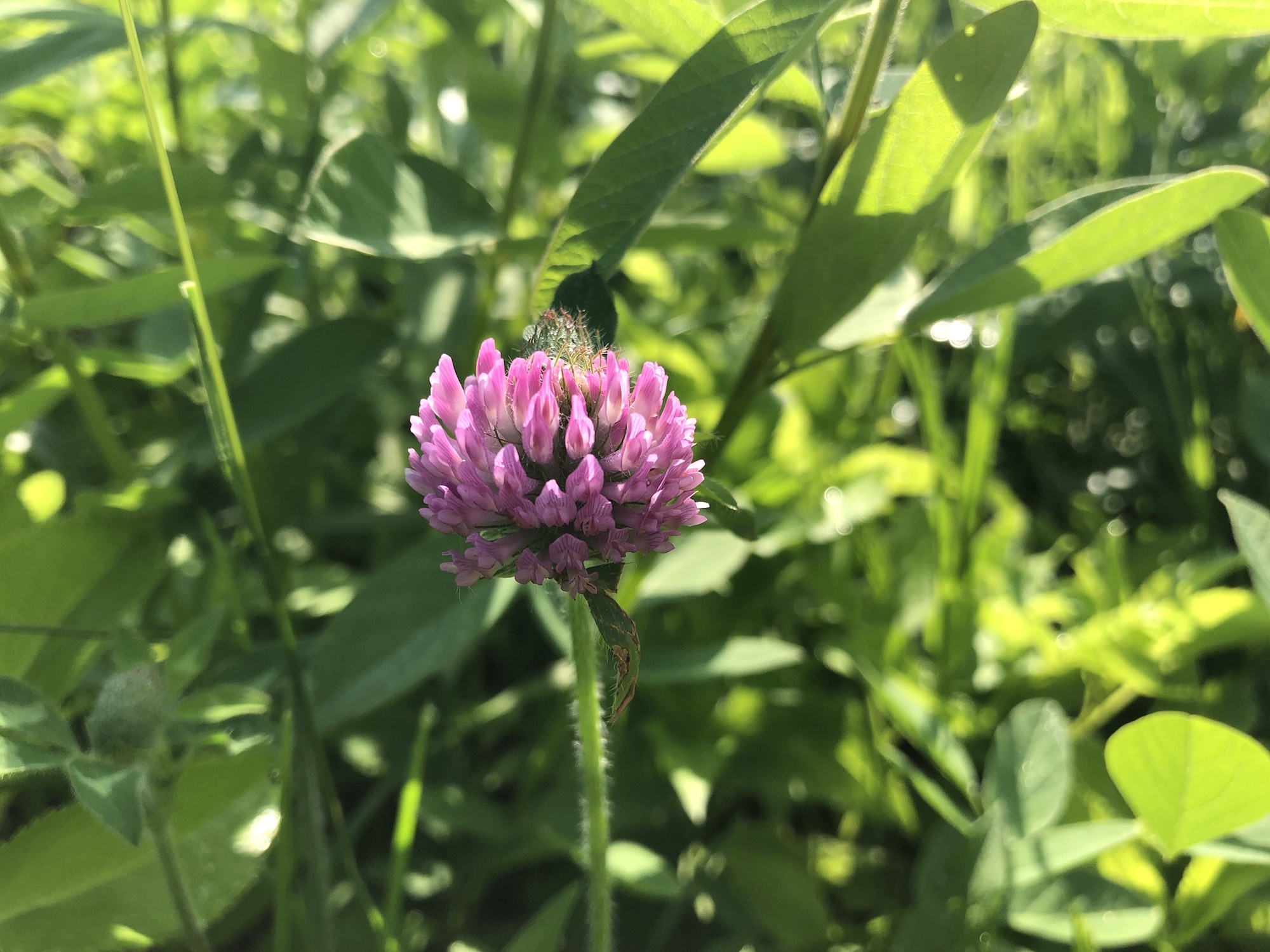 Red Clover on bank of retaining pond at the corner of Manitou Way and Nakoma Road in Madison, Wisconsin on June 6, 2019.