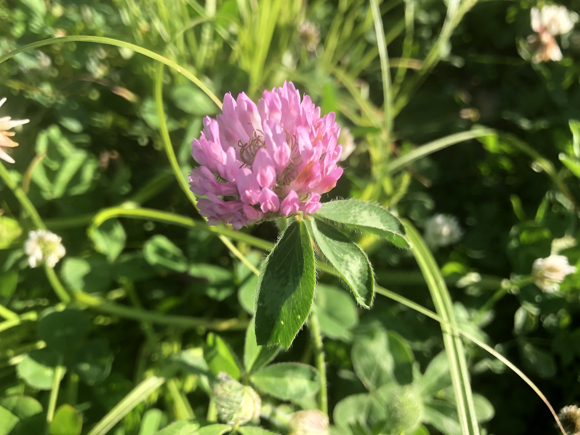 Red Clover around retaining pond at the corner of Manitou Way and Nakoma Road in Madison, Wisconsin on June 10, 2019.