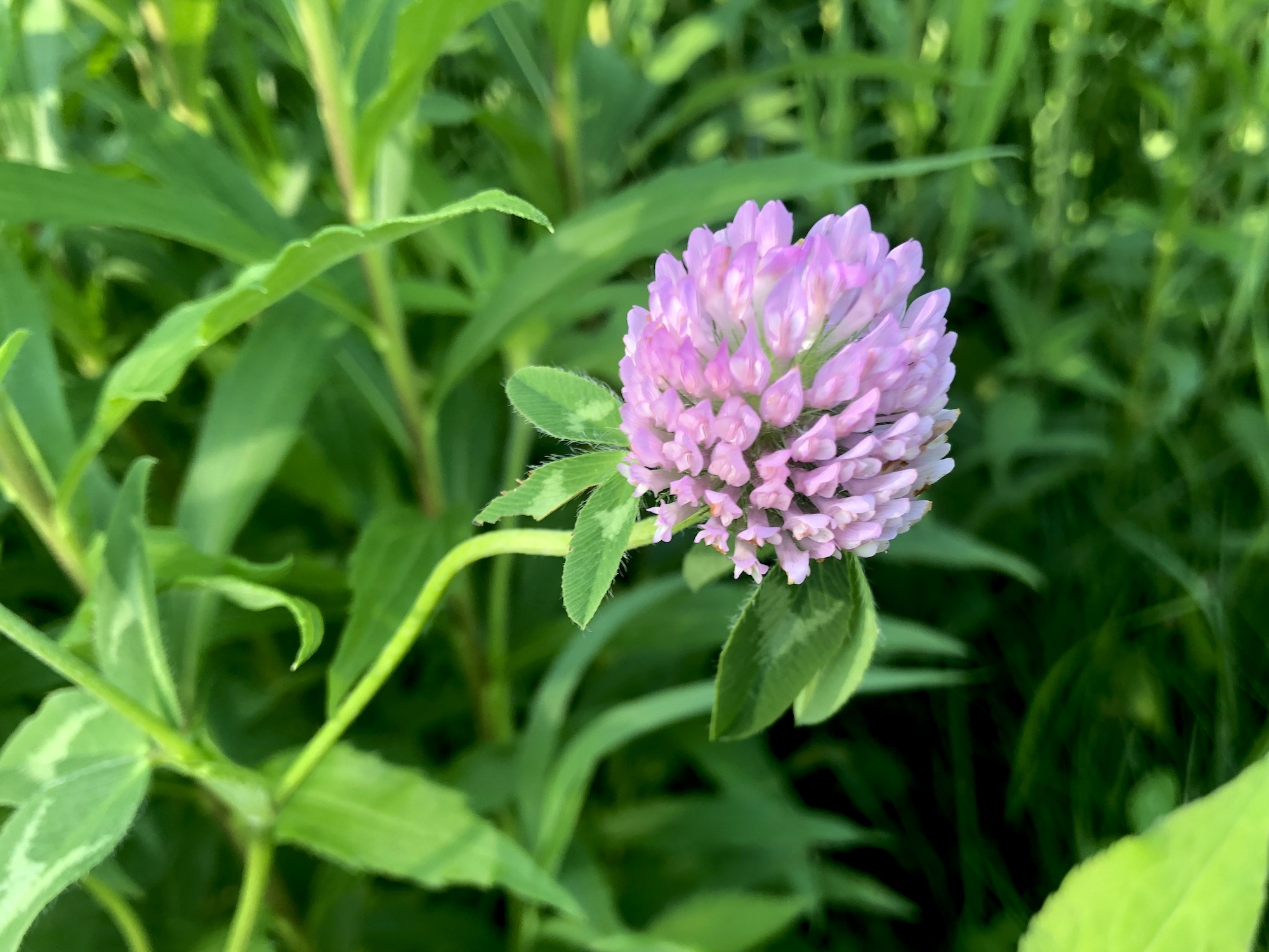 Red Clover around retaining pond at the corner of Manitou Way and Nakoma Road in Madison, Wisconsin on June 13, 2019.