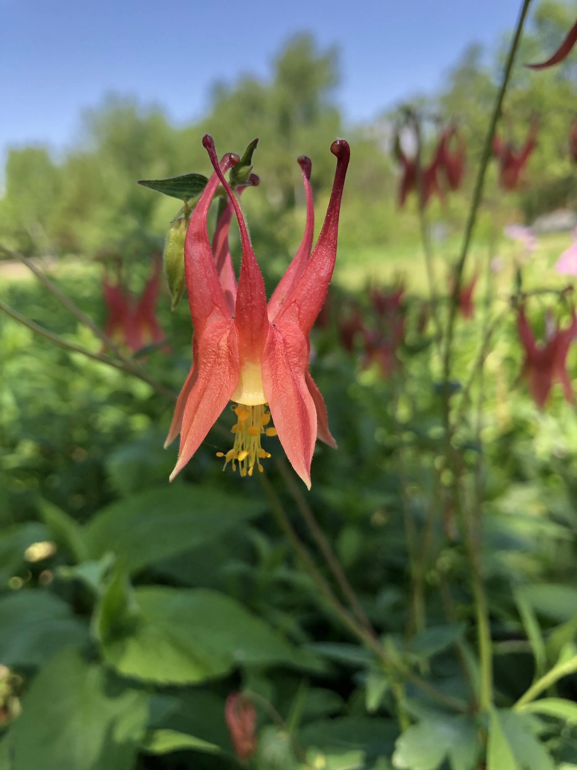 Wild Columbine by UW Arboretum Visitors Center on May 22, 2021.