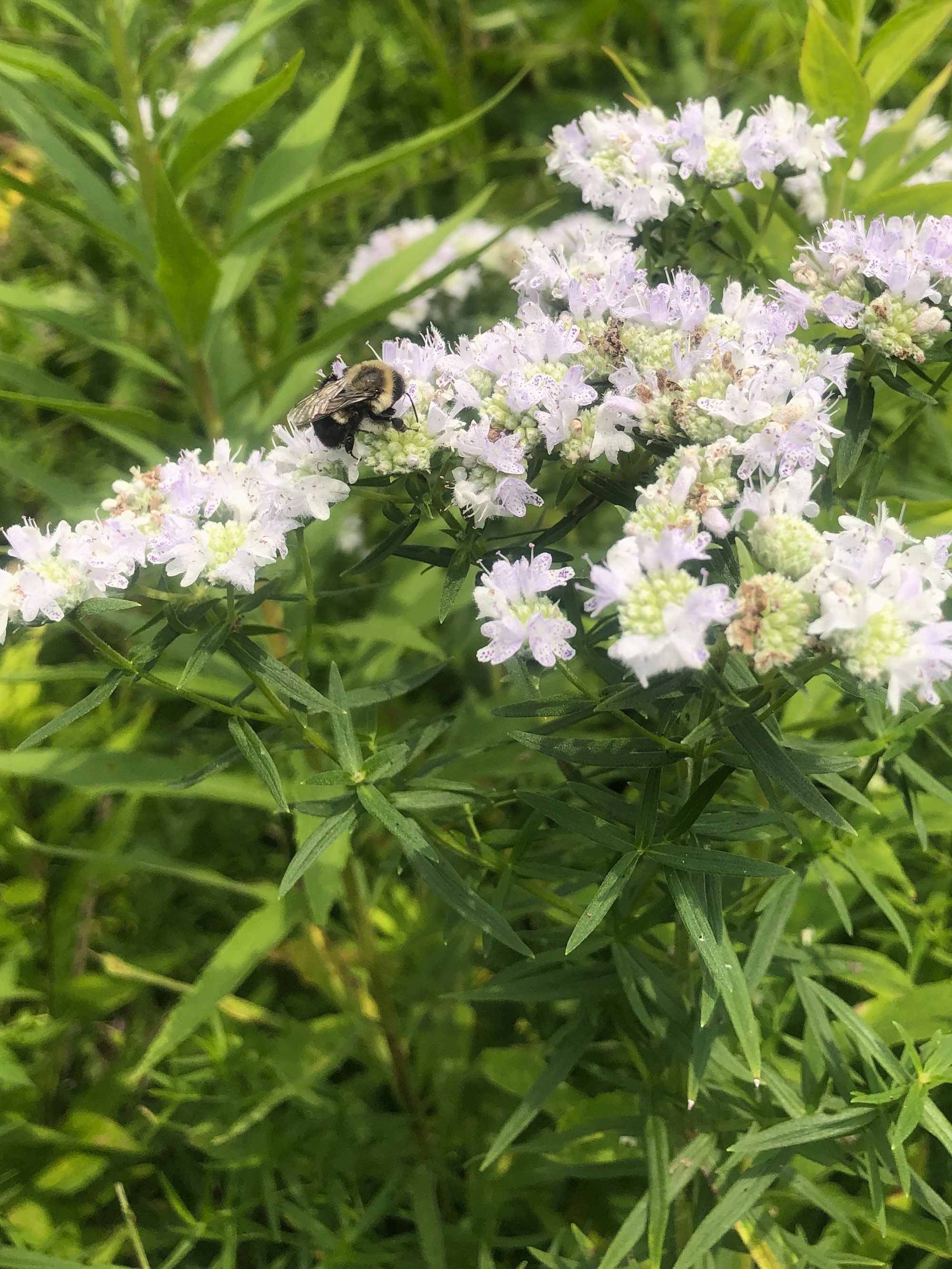 Common Mountain Mint overlooking Dawley Conservancy in Madison, Wisconsin on July 22, 2021.