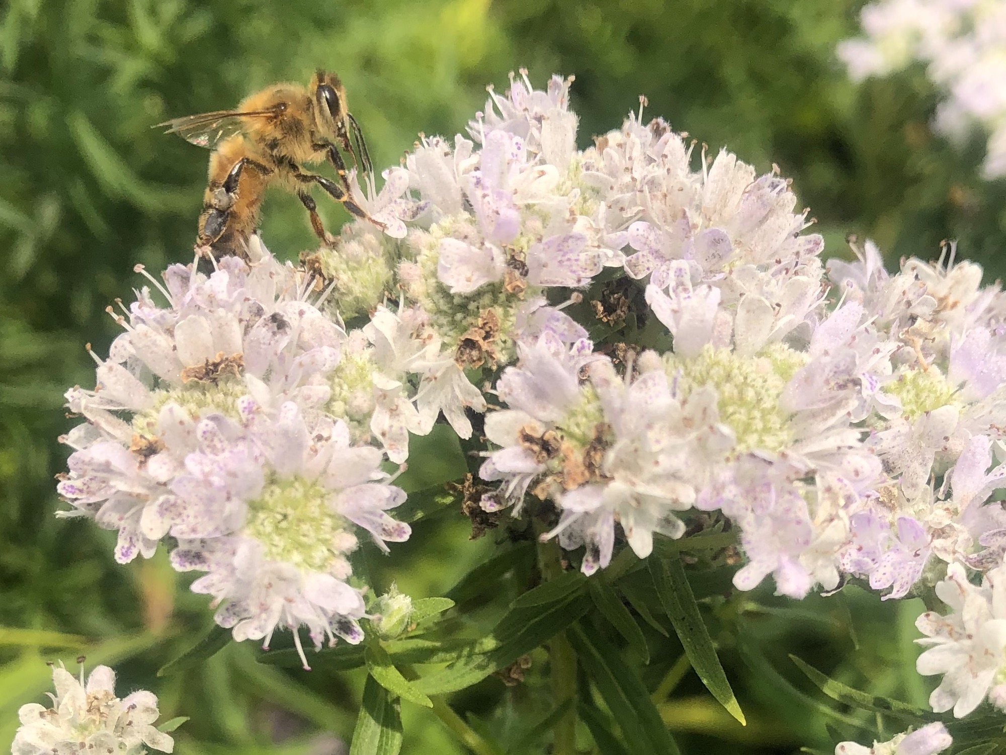 Bee on Common Mountain Mint overlooking Dawley Conservancy in Madison, Wisconsin on July 22, 2021.