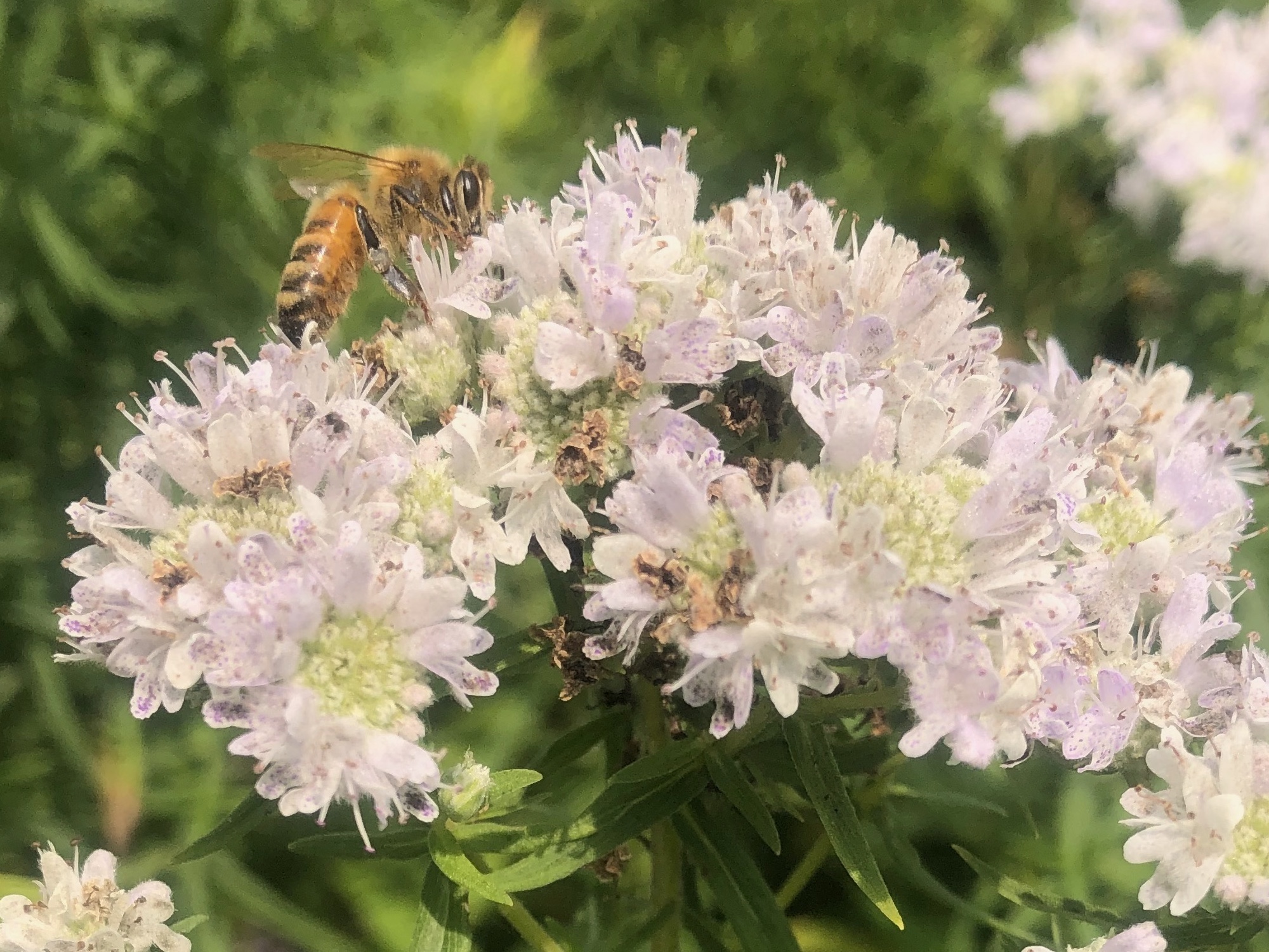Bee on Common Mountain Mint overlooking Dawley Conservancy in Madison, Wisconsin on July 22, 2021.