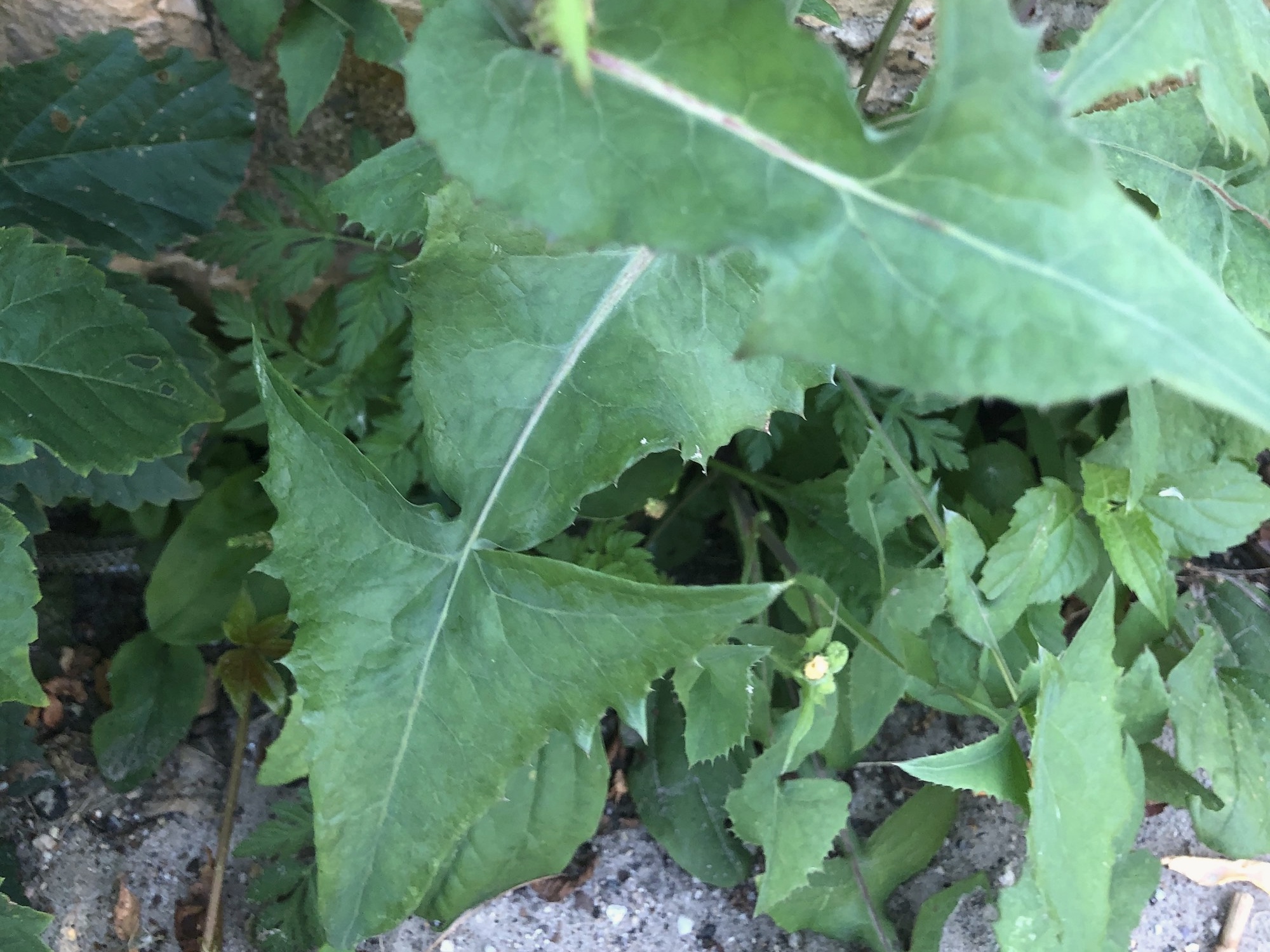 Common Sowthistle leaves next to Duck Pond wall on July 9, 2019.