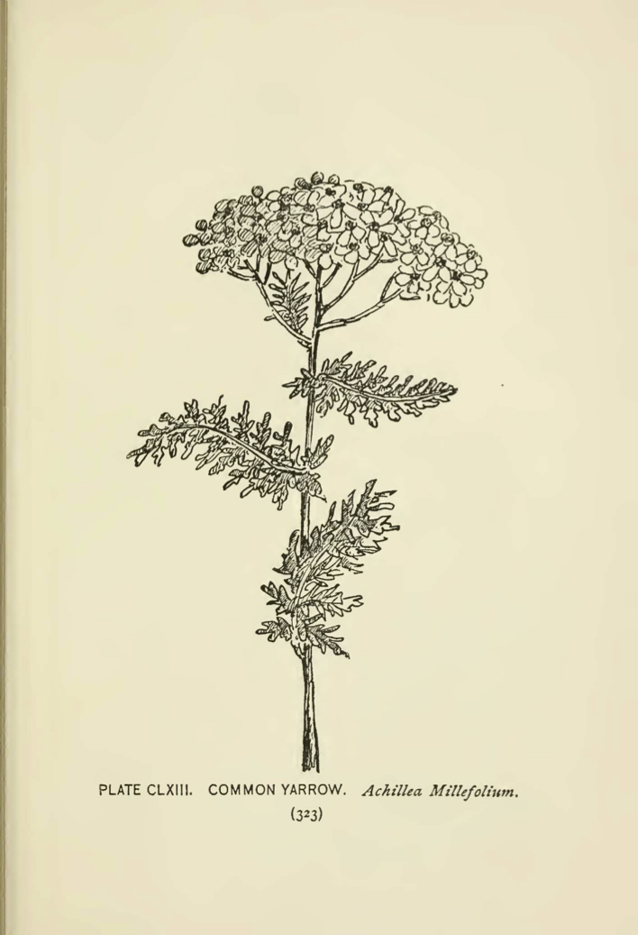Common Yarrow (Achillea millefolium) illustration by Alice Lounsberry circa 1899.