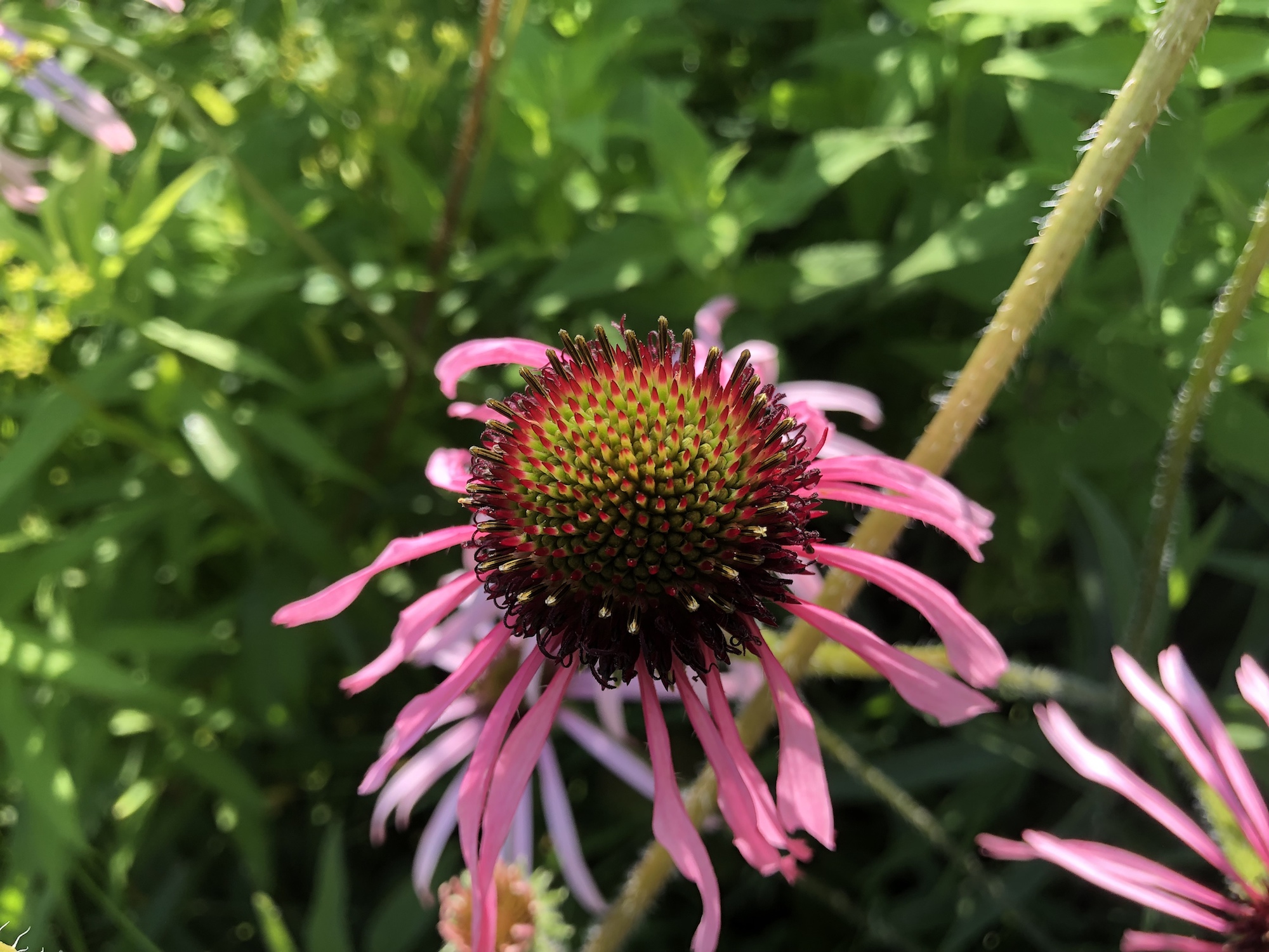 Pale purple coneflower on bank of Retaining Pond on corner of Nakoma Road and Manitou Way on July 4, 2019.