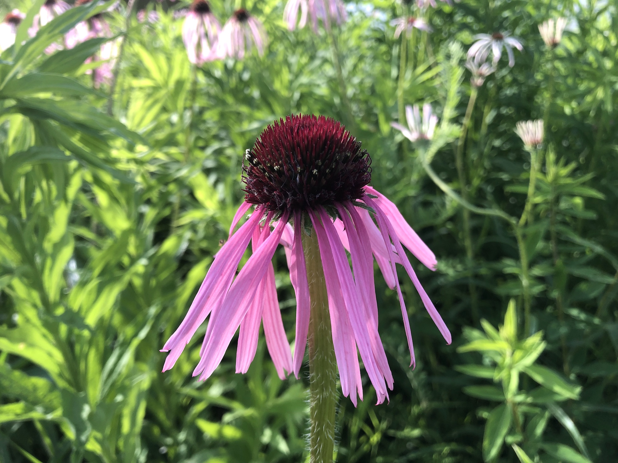 Pale purple coneflower on the banks of the retaining pond on the corner of Nakoma Road and Manitou Way on June 26, 2019.