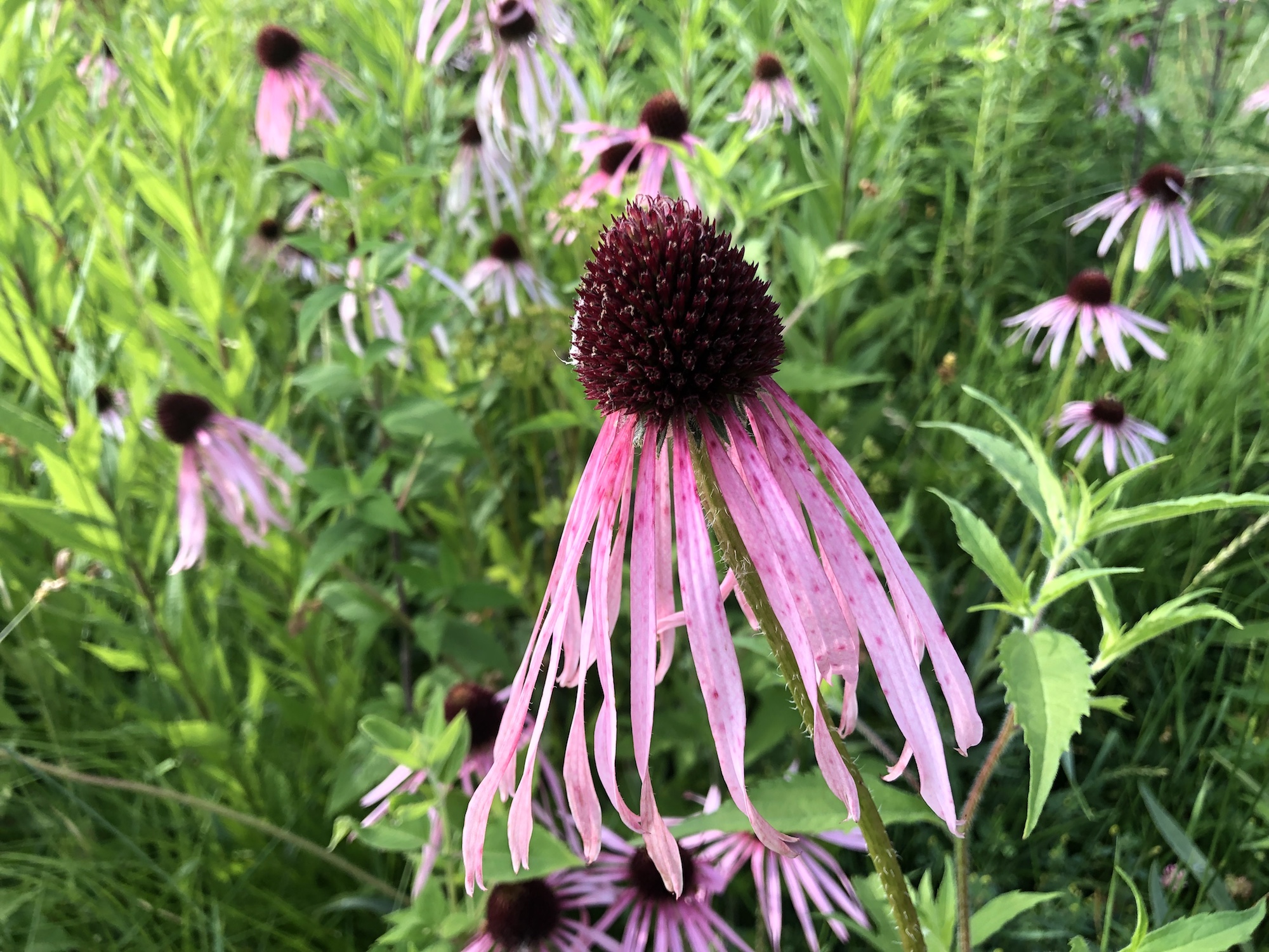 Pale purple coneflower on bank of Retaining Pond on corner of Nakoma Road and Manitou Way on  July 11, 2019.