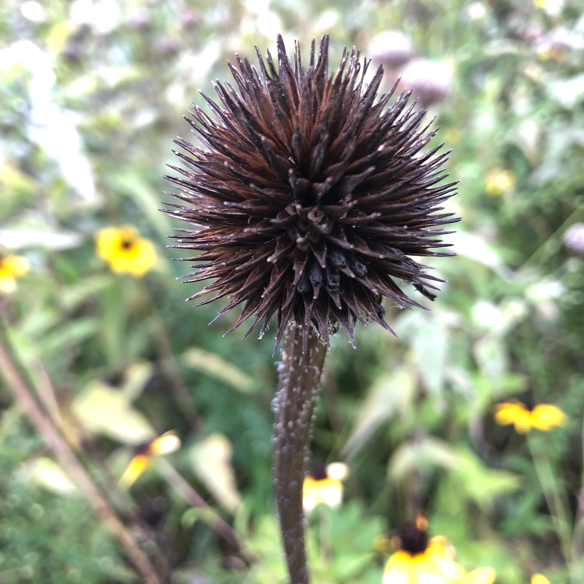 Pale purple coneflower seed pod on bank of Retaining Pond on corner of Nakoma Road and Manitou Way on  September 8, 2019.