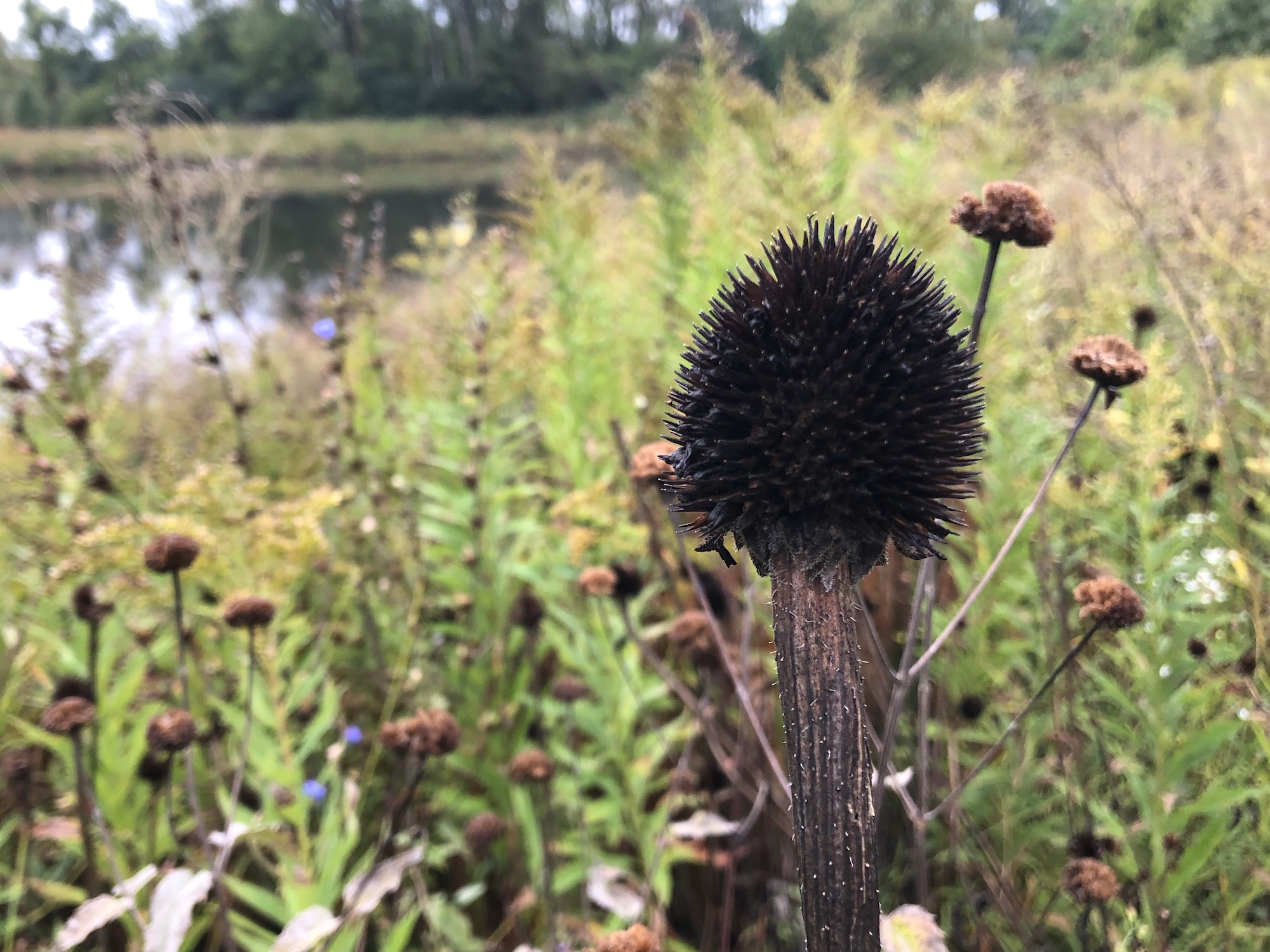 Pale purple coneflower seed pod on bank of Retaining Pond on corner of Nakoma Road and Manitou Way on  September 28, 2019.