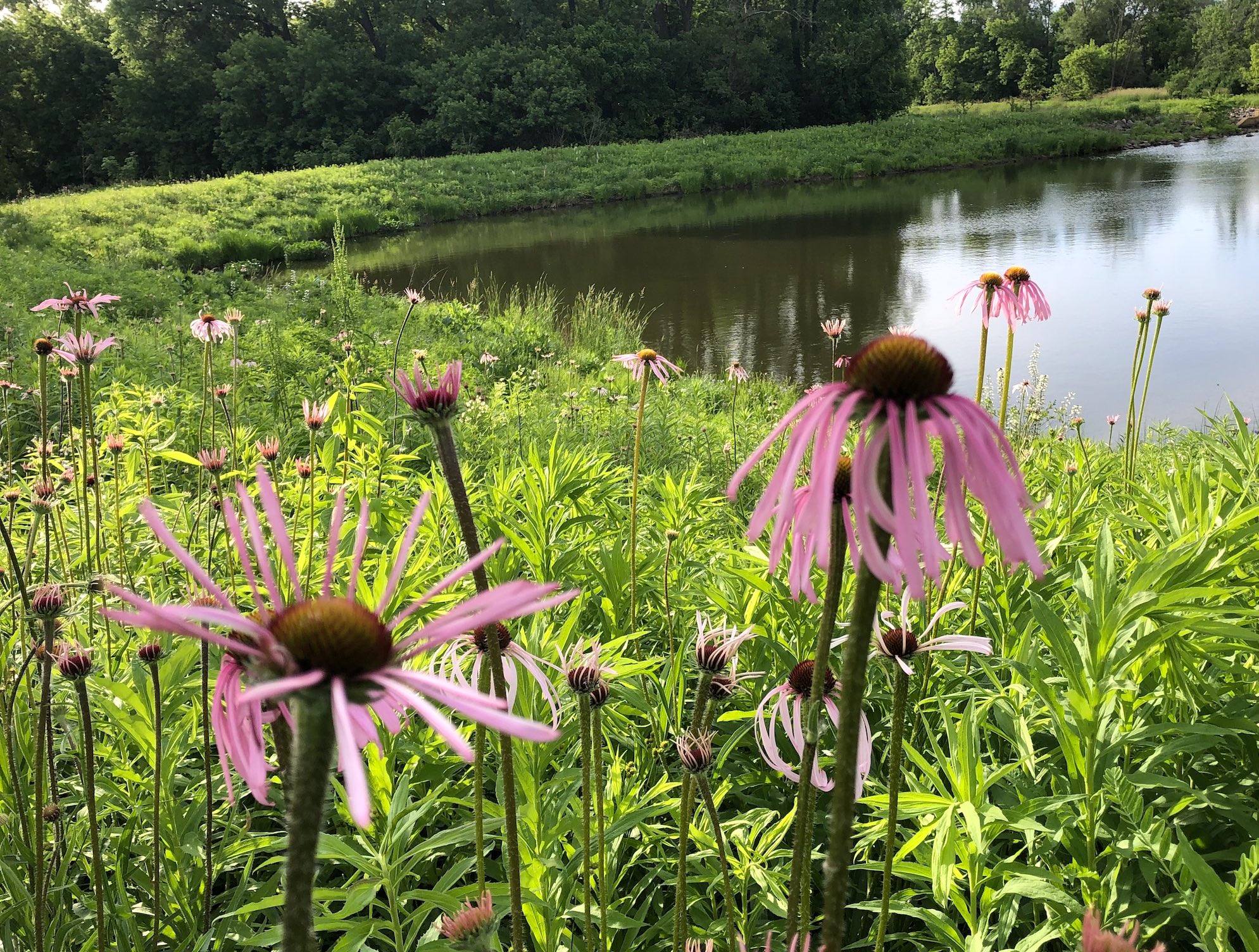 Pale purple coneflower on bank of Retaining Pond on corner of Nakoma Road and Manitou Way on June 20, 2019.