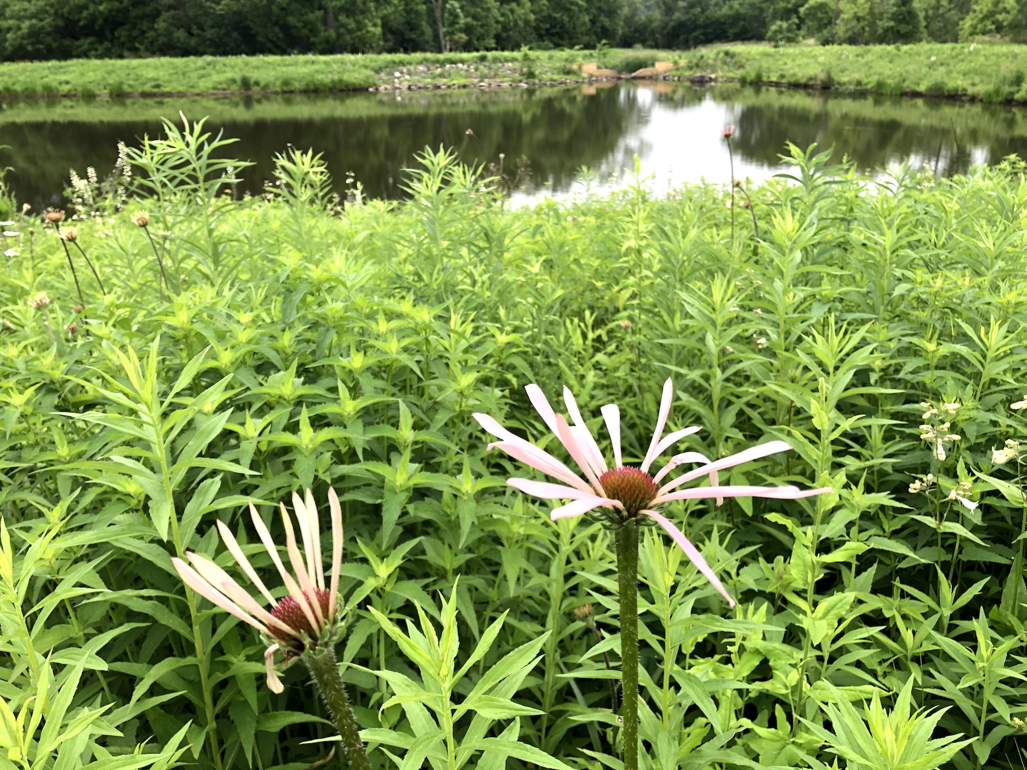 Pale purple coneflower on bank of Retaining Pond on corner of Nakoma Road and Manitou Way on June 17, 2019.