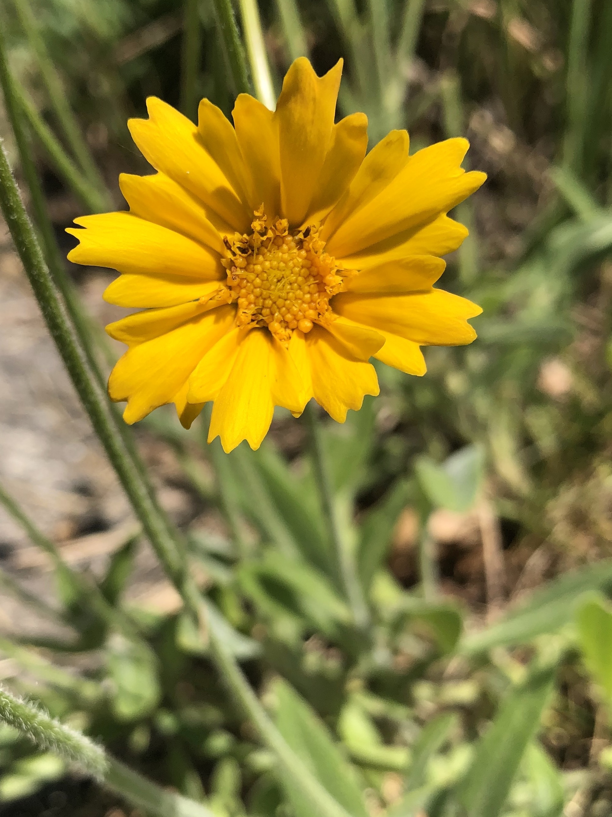 Lance-leaved coreopsis by UW Arbortetum Visitors Center in Madison, Wisconsin on June 22, 2021.