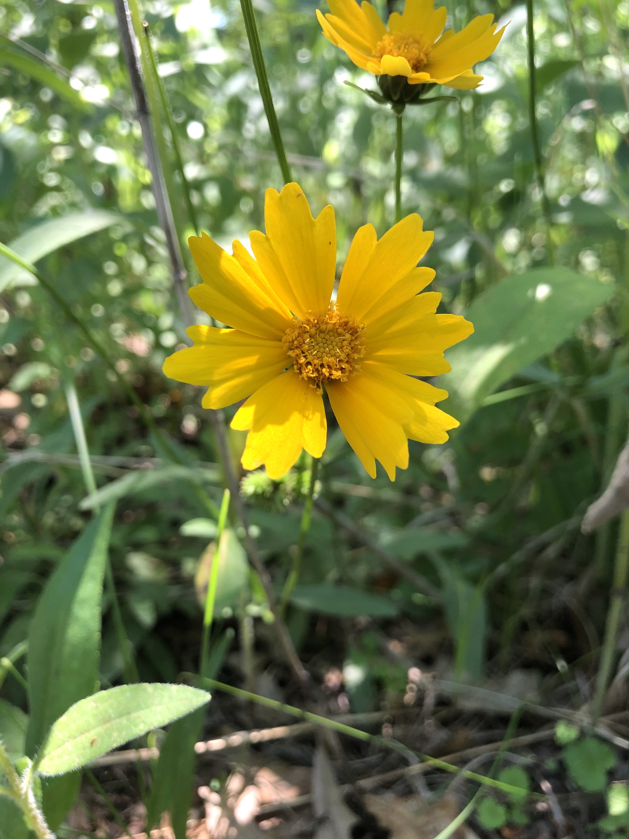 Lance-leaved coreopsis by UW Arbortetum Visitors Center in Madison, Wisconsin on June 20, 2022.