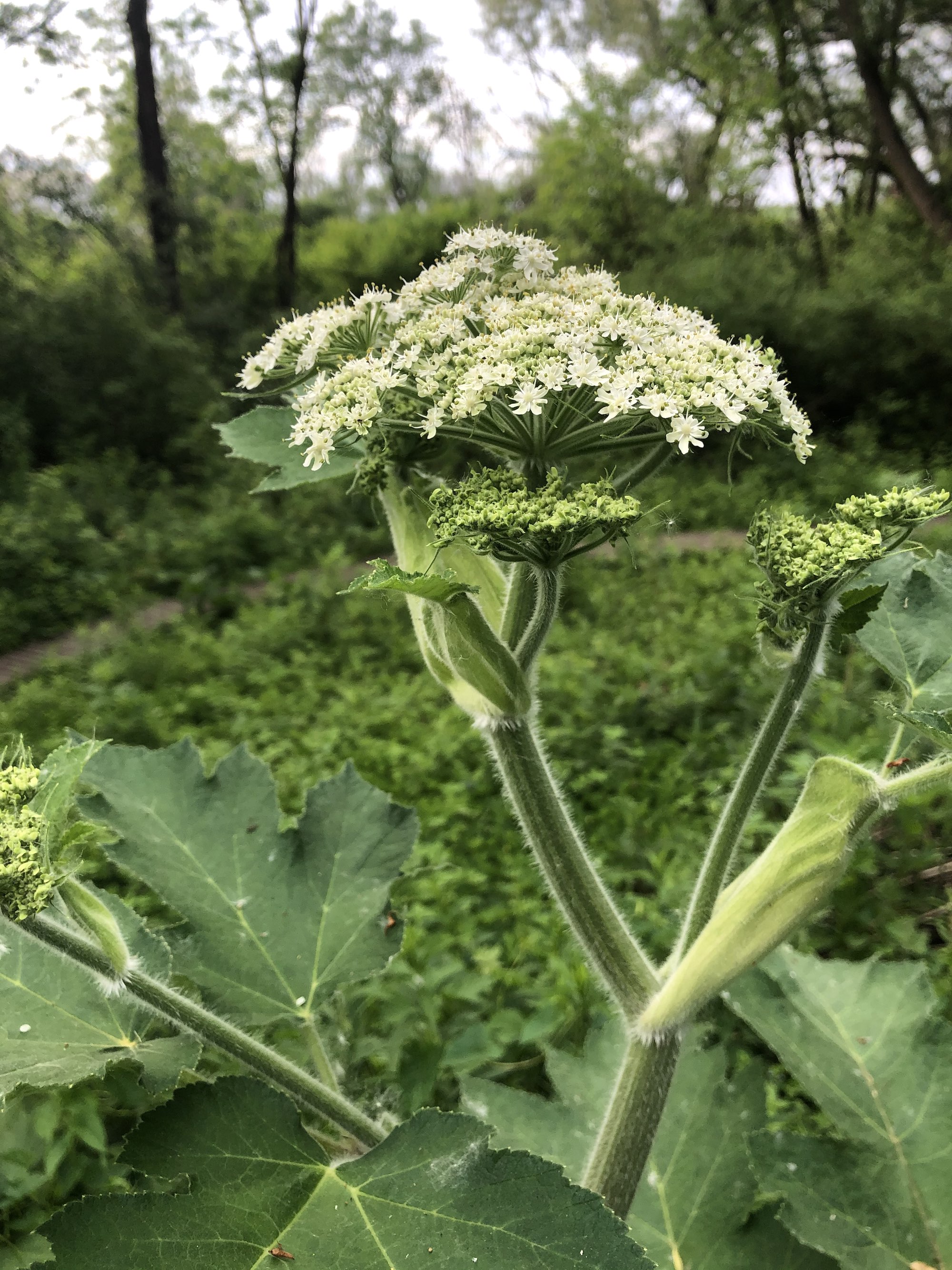 Cow Parsnip near Council Ring in Oak Savanna in Madison, Wisconsin on May 25, 2021.