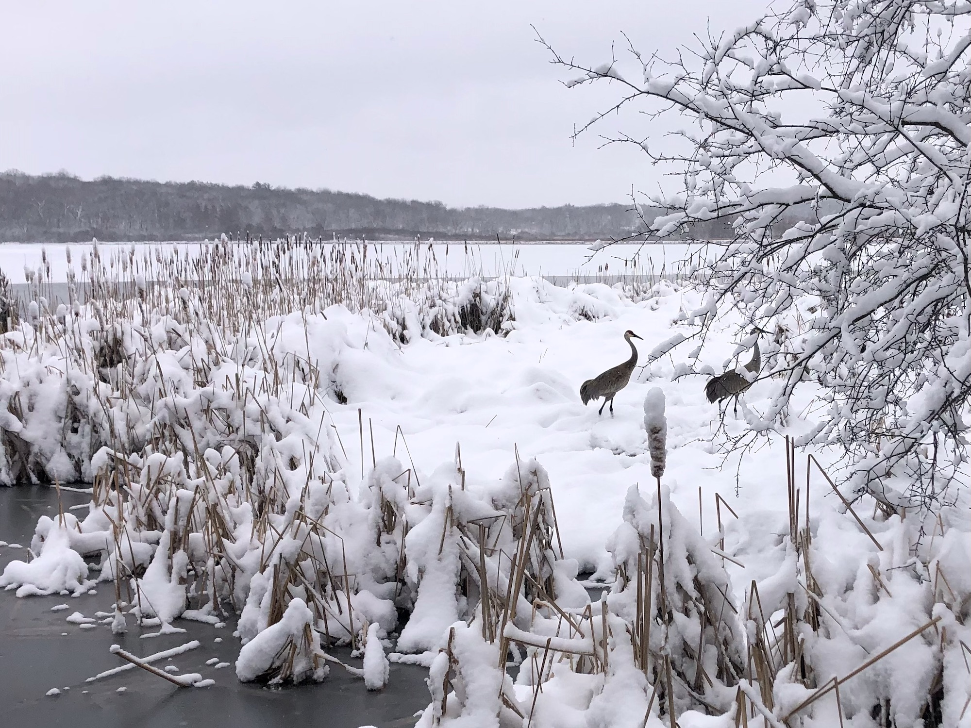 Two Sandhill Cranes in Lake Wingra cattails after big snow on March 10, 2023.