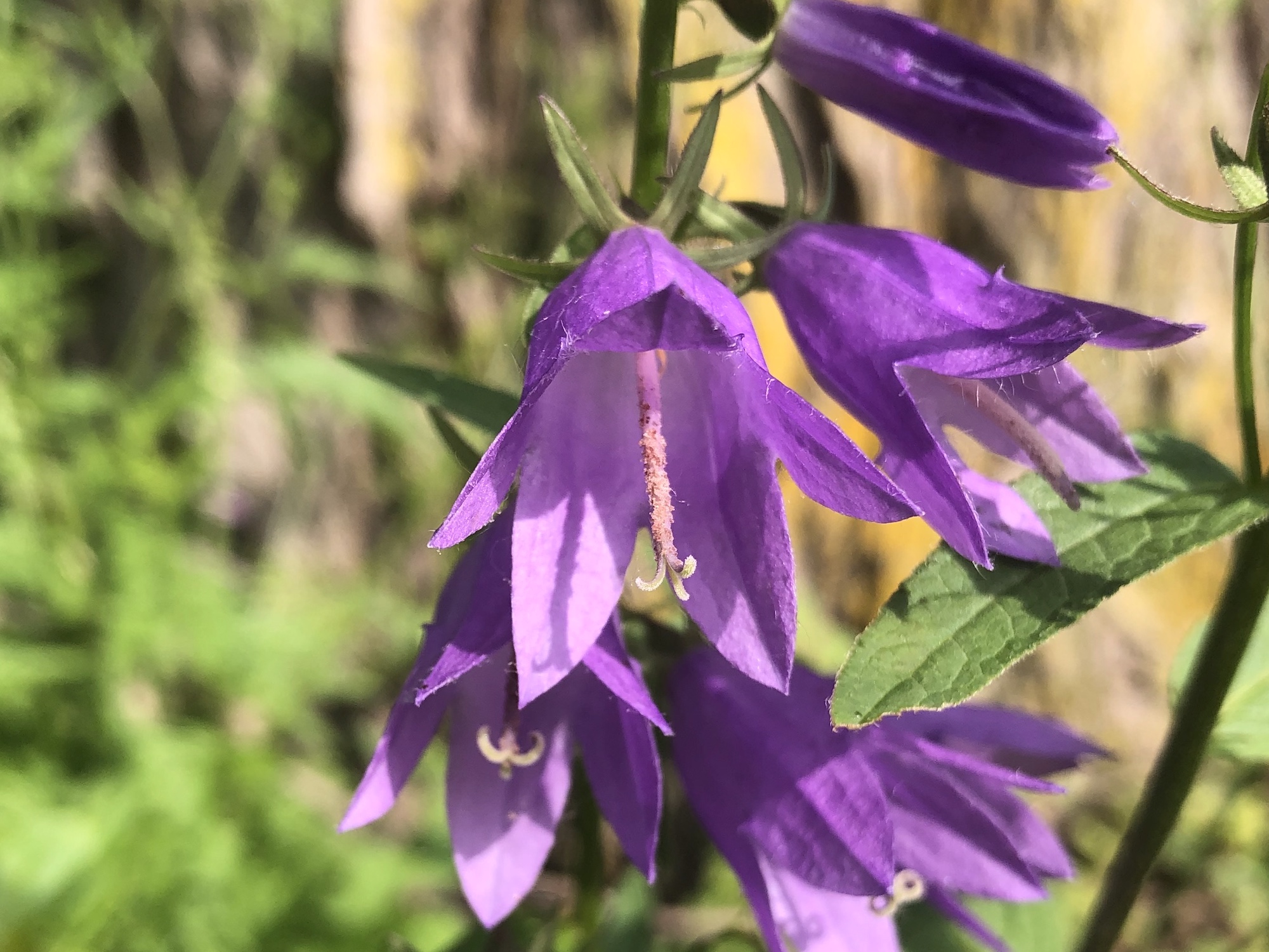 Creeping Bellflower on Manitou Way in Madison, Wisconsin on June 29, 2020.
