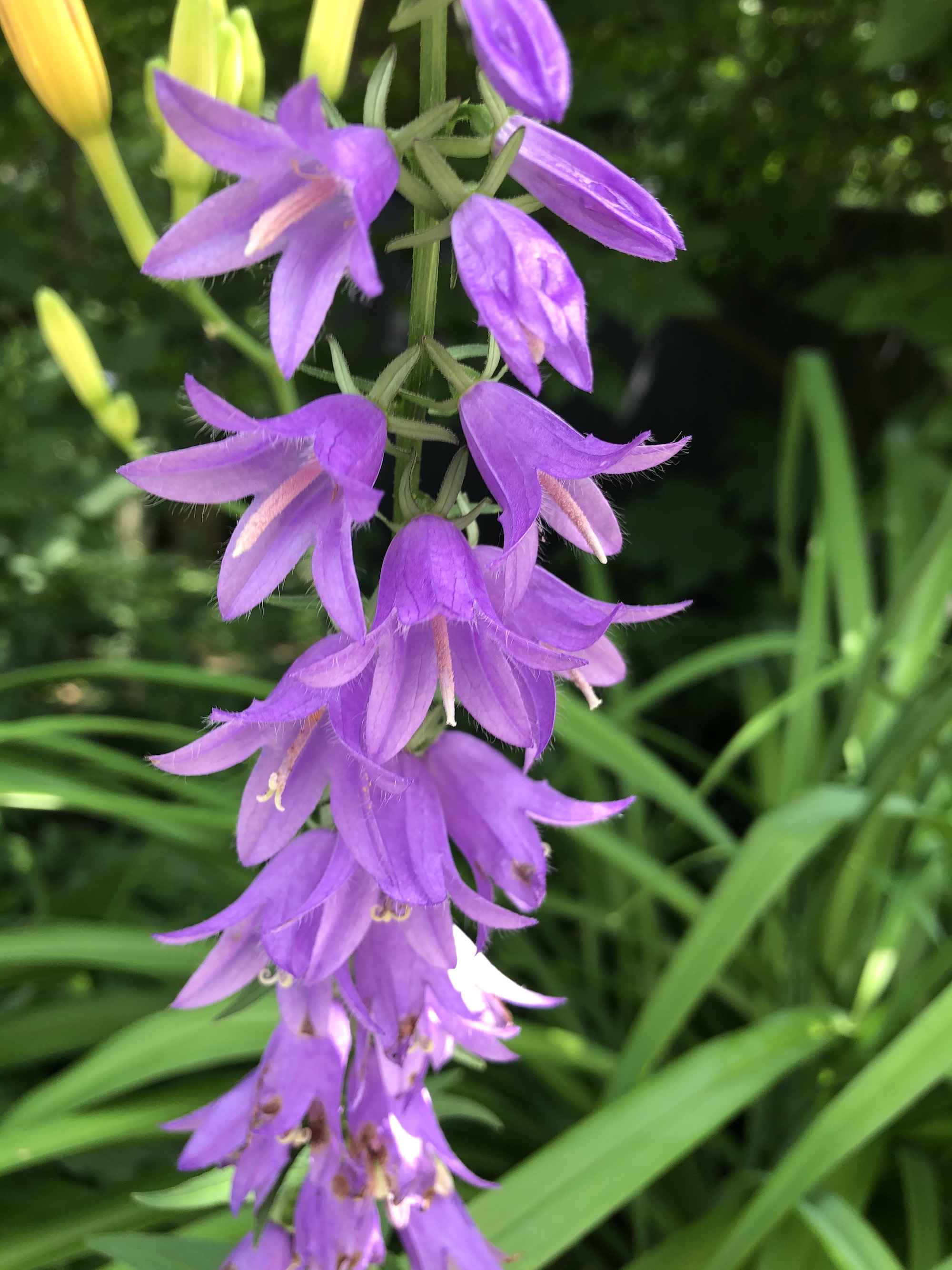 Creeping Bellflower by home in Madison, Wisconsin on June 30, 2020.