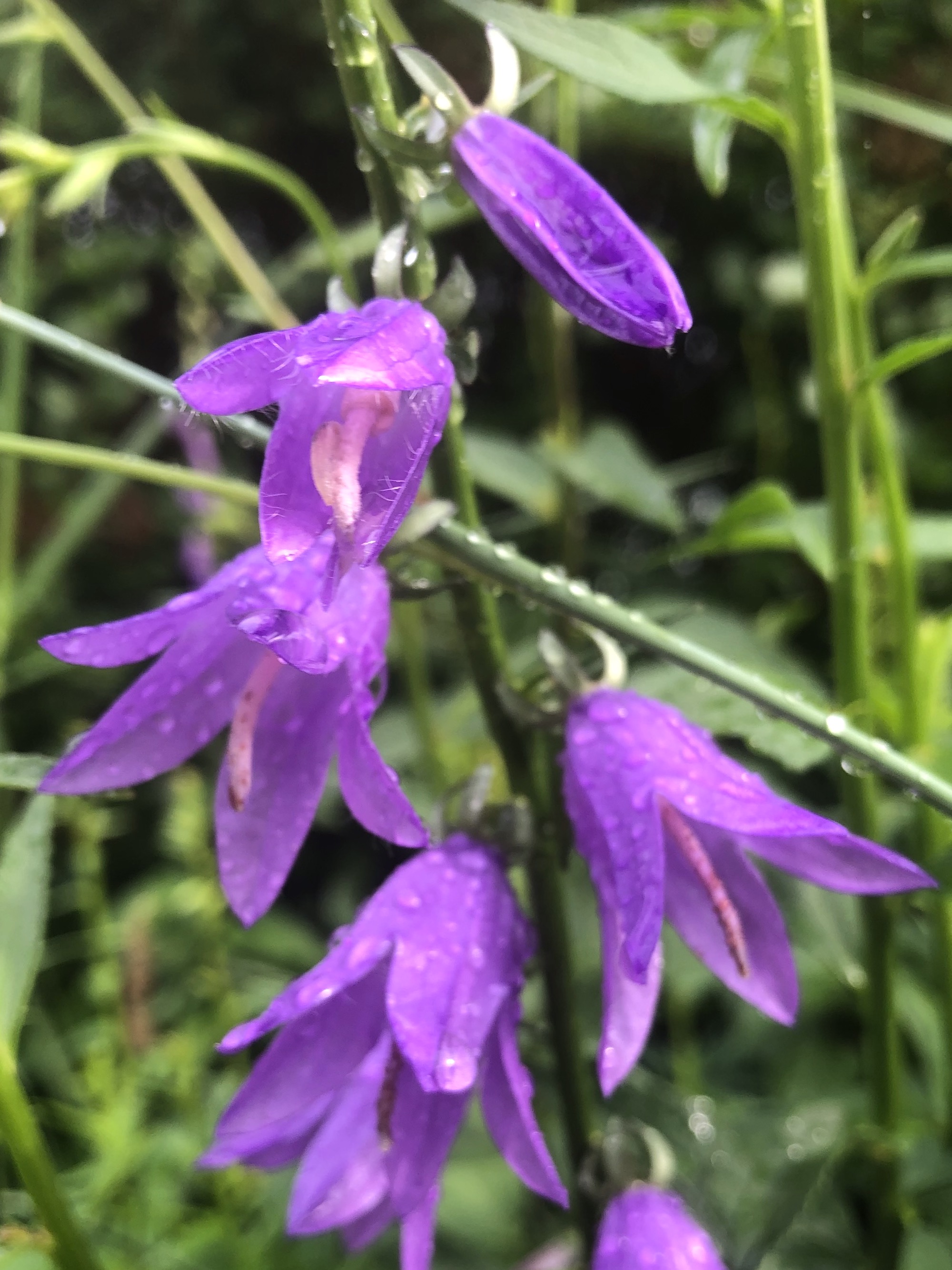 Creeping Bellflower on Manitou Way in Madison, Wisconsin on June 26, 2020.