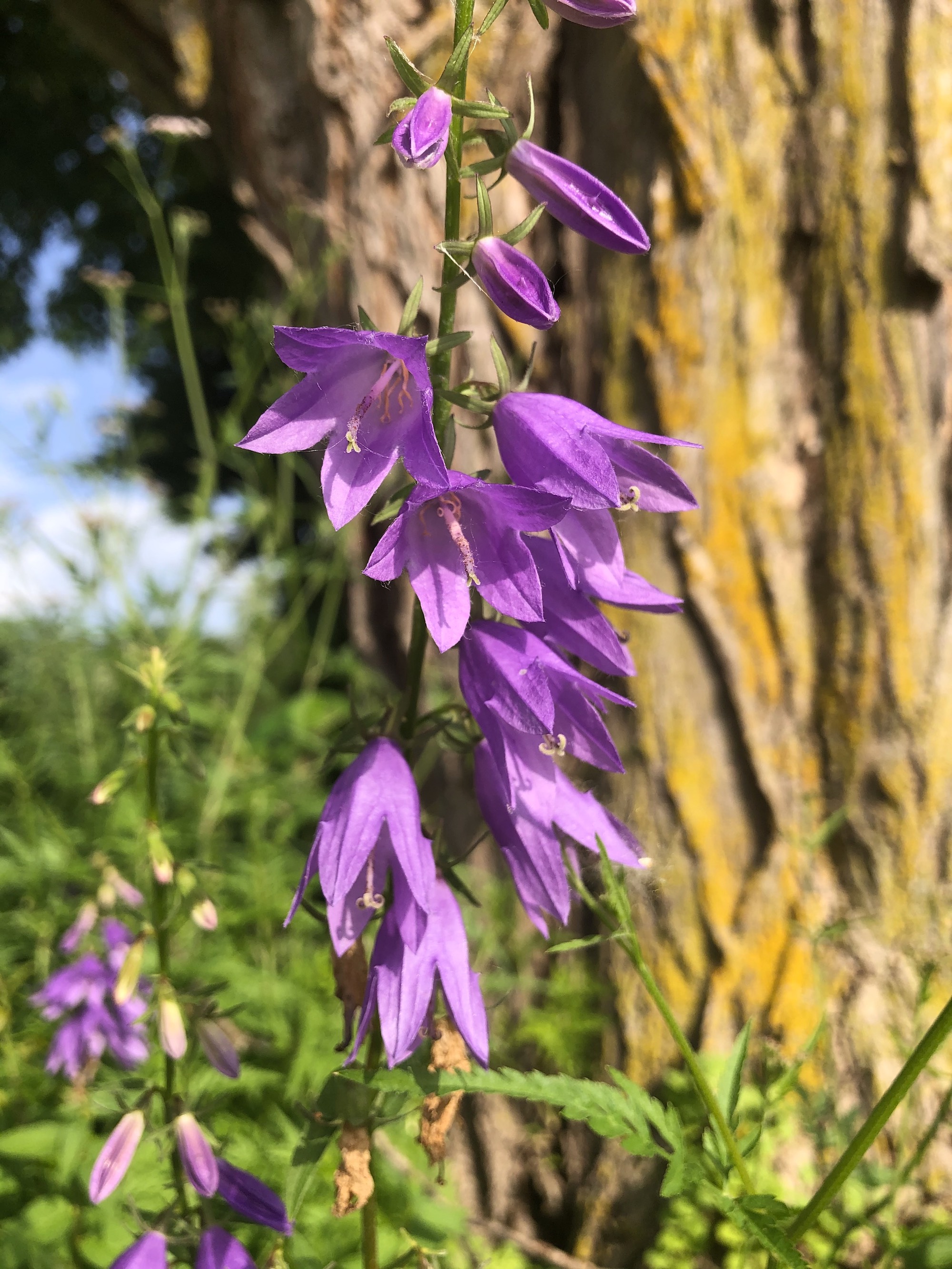 Creeping Bellflower on Manitou Way in Madison, Wisconsin on June 29, 2020.