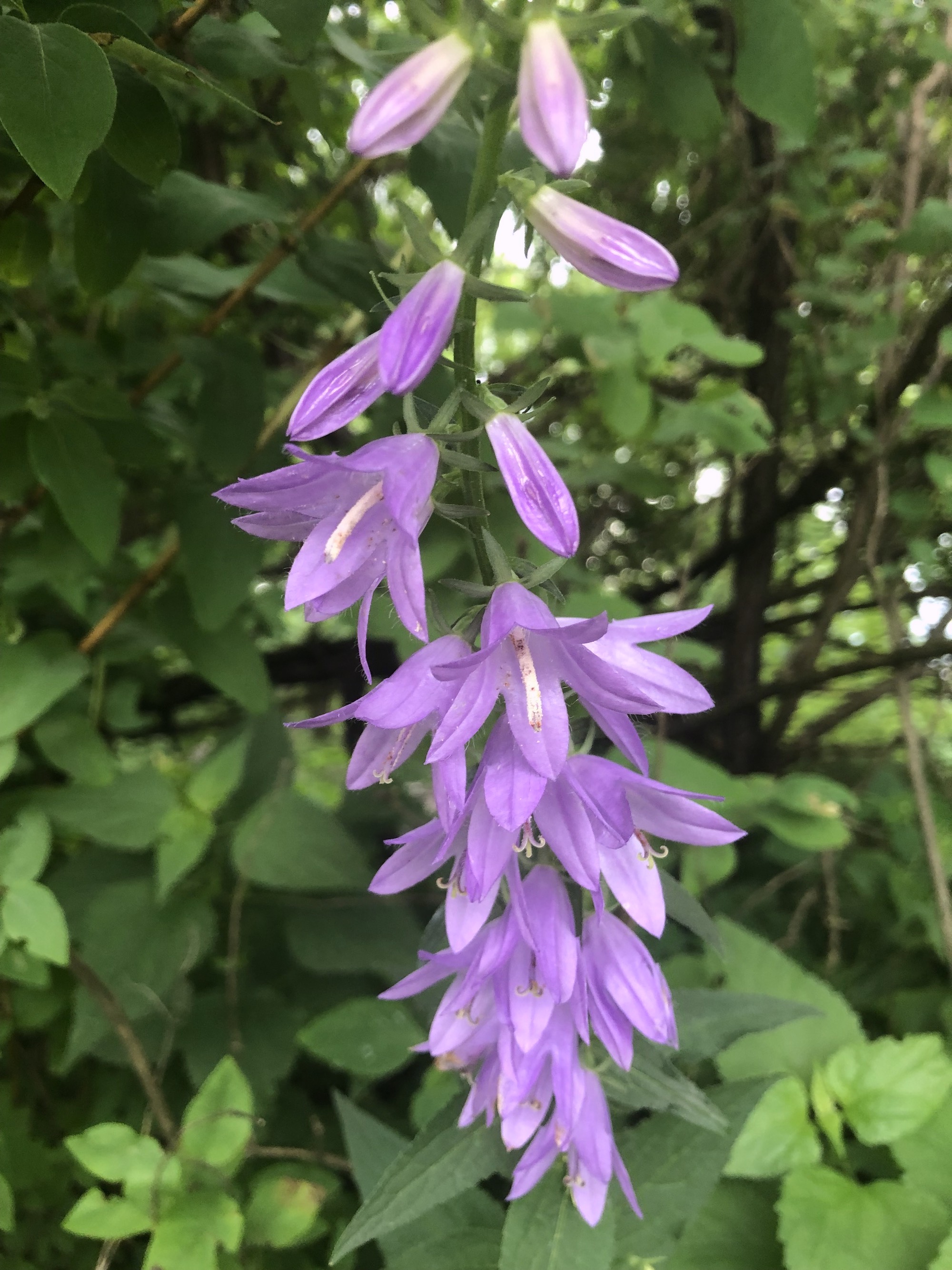 Creeping Bellflower by home in Madison, Wisconsin on July 1, 2019.