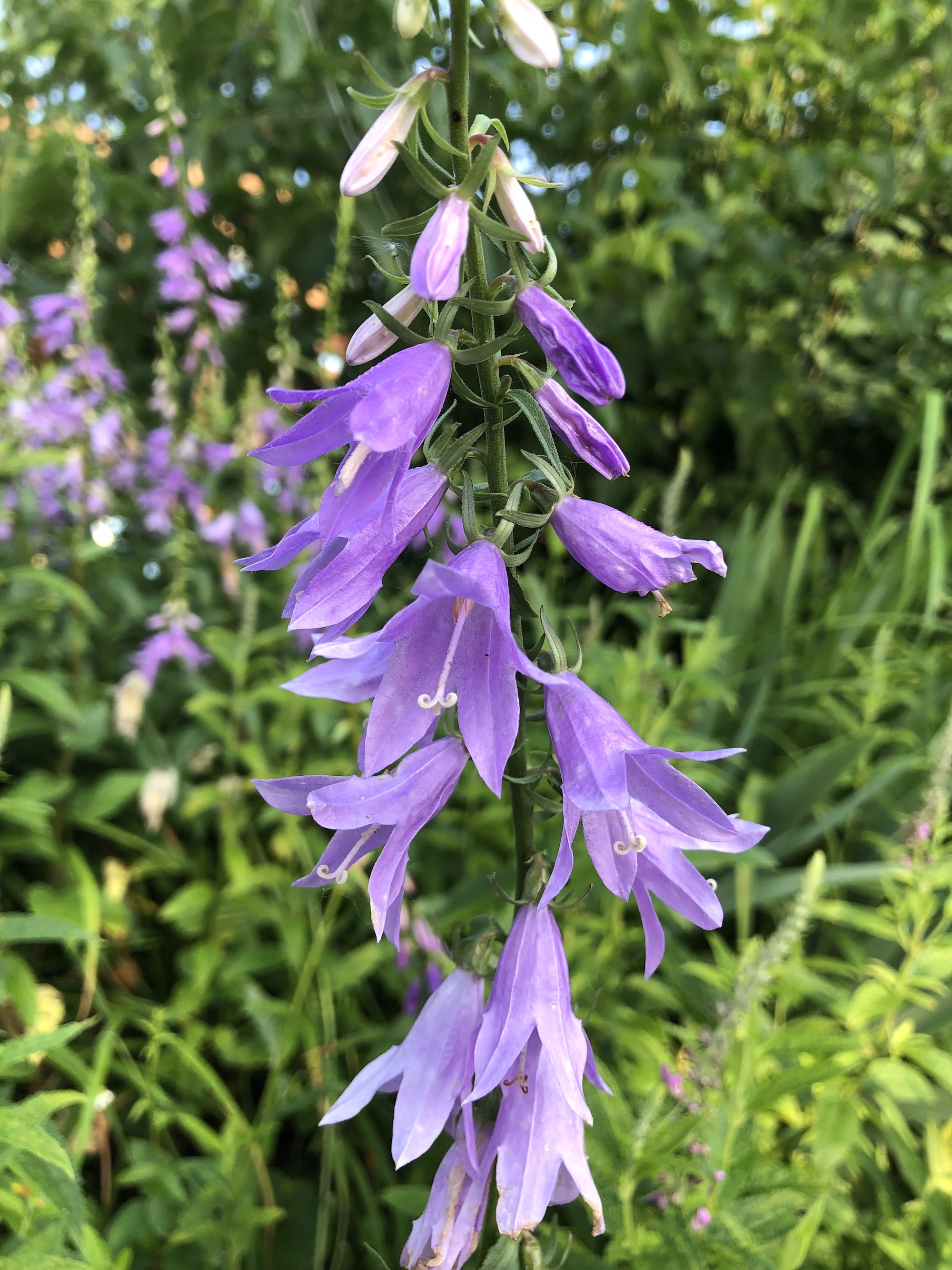 Creeping Bellflower by home in Madison, Wisconsin on July 8, 2019.