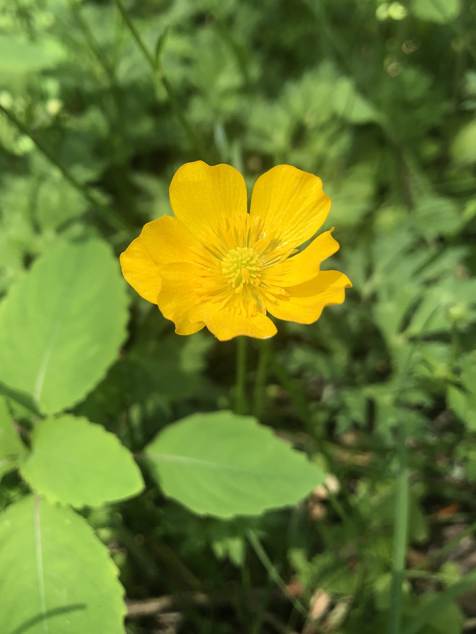 Creeping Buttercup along the bike path behind Gregory Street between Commonwealth and Glenway in Madison, Wisconsin on June 2, 2022.