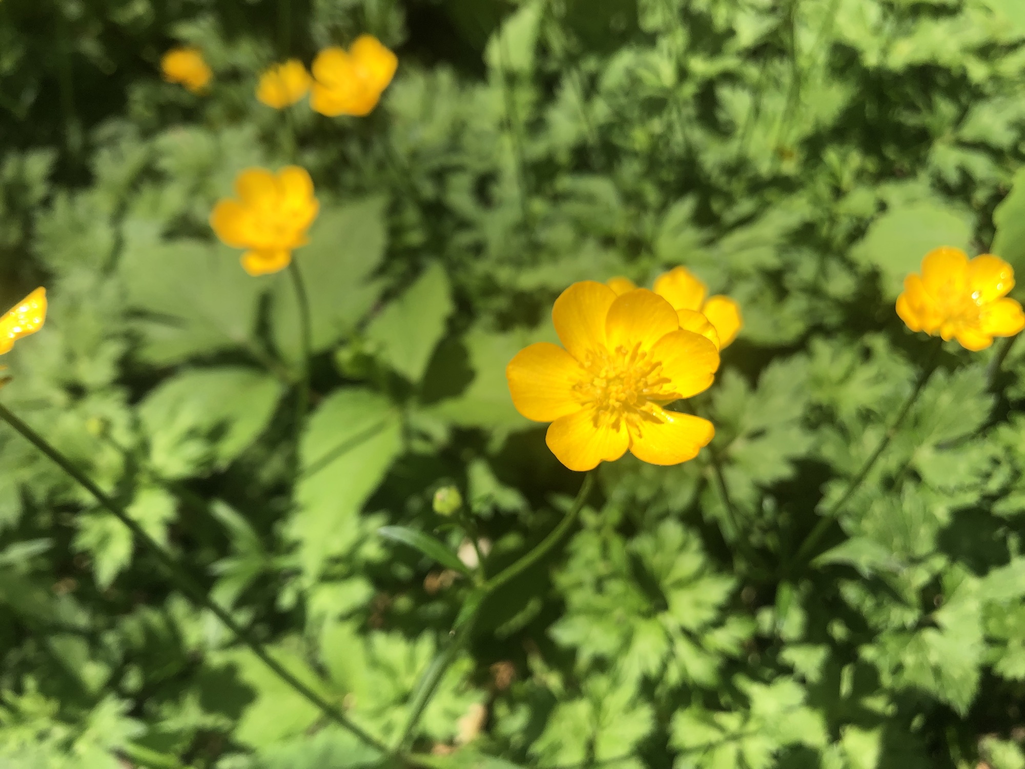 Creeping Buttercup in a grassy clearing along the bike path between Odana Road and Midvale Boulevard in Madison, Wisconsin on June 2, 2022.