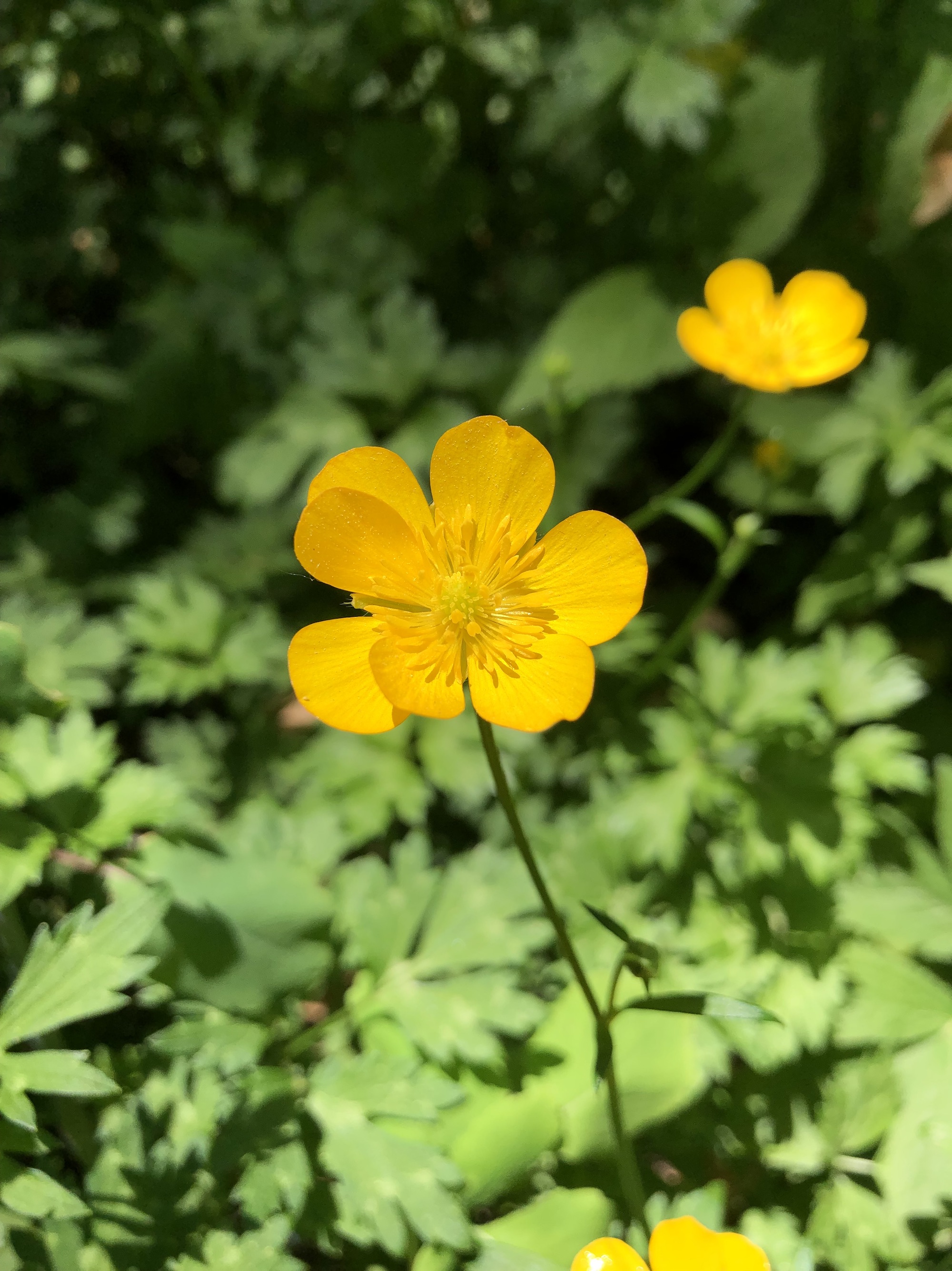 Creeping Buttercup in a grassy clearing along the bike path between Odana Road and Midvale Boulevard in Madison, Wisconsin on June 3, 2022.