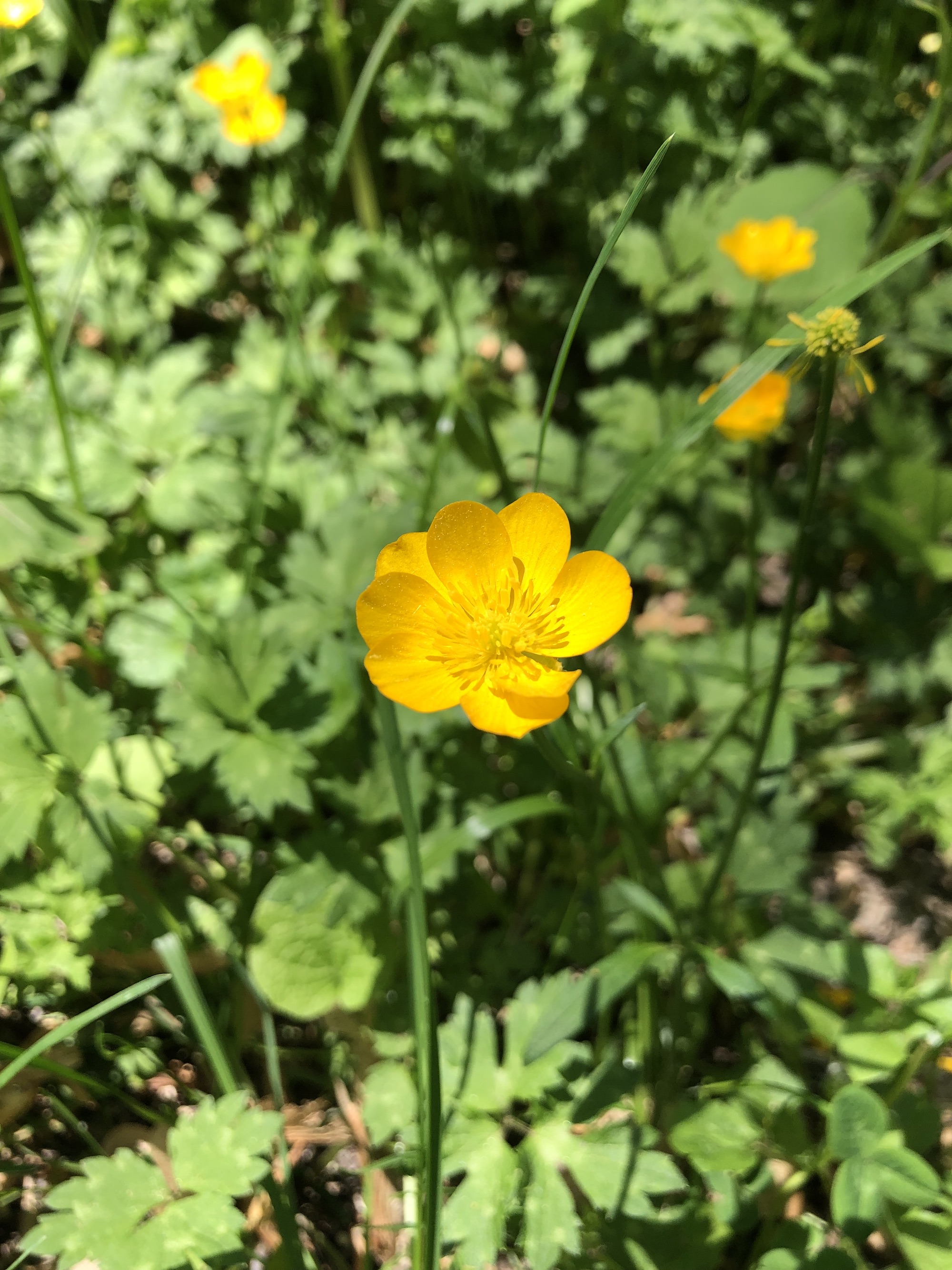 Creeping Buttercup along the bike path behind Gregory Street between Commonwealth and Glenway in Madison, Wisconsin on June 3, 2022.