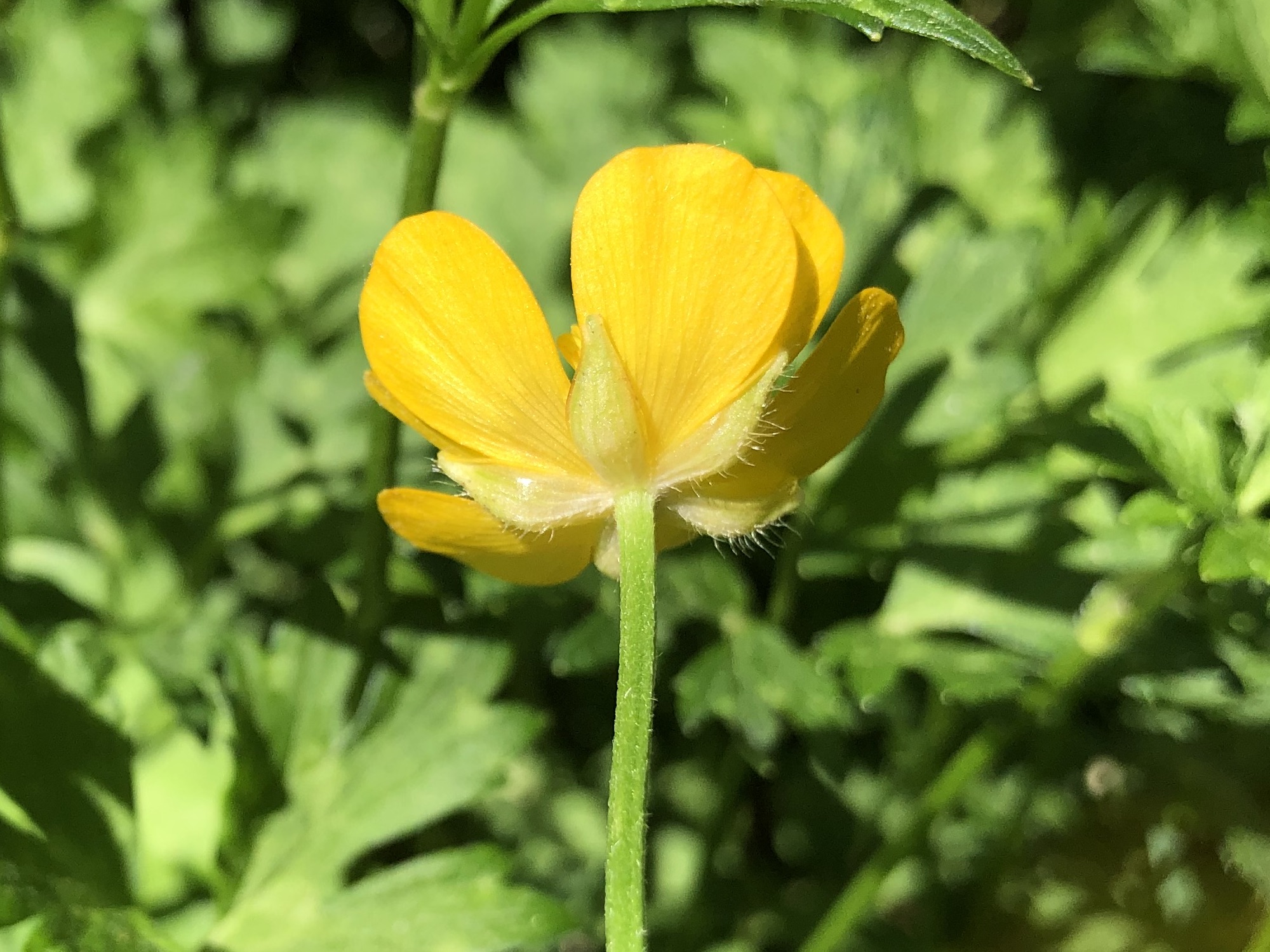Creeping Buttercup bracts along the bike path behind Gregory Street between Commonwealth and Glenway in Madison, Wisconsin on June 3, 2022.